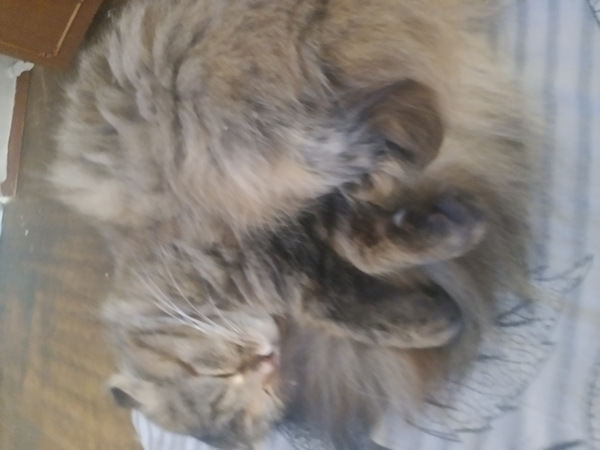 A fluffy, tabby cat is curled up and sleeping on what appears to be a striped blanket or cushion. The cat is primarily brown and gray, with long white whiskers visible. The cat's face is tucked into its body, and its paws are curled close. The background includes a wooden surface, possibly a table or floor. The setting appears to be indoors.