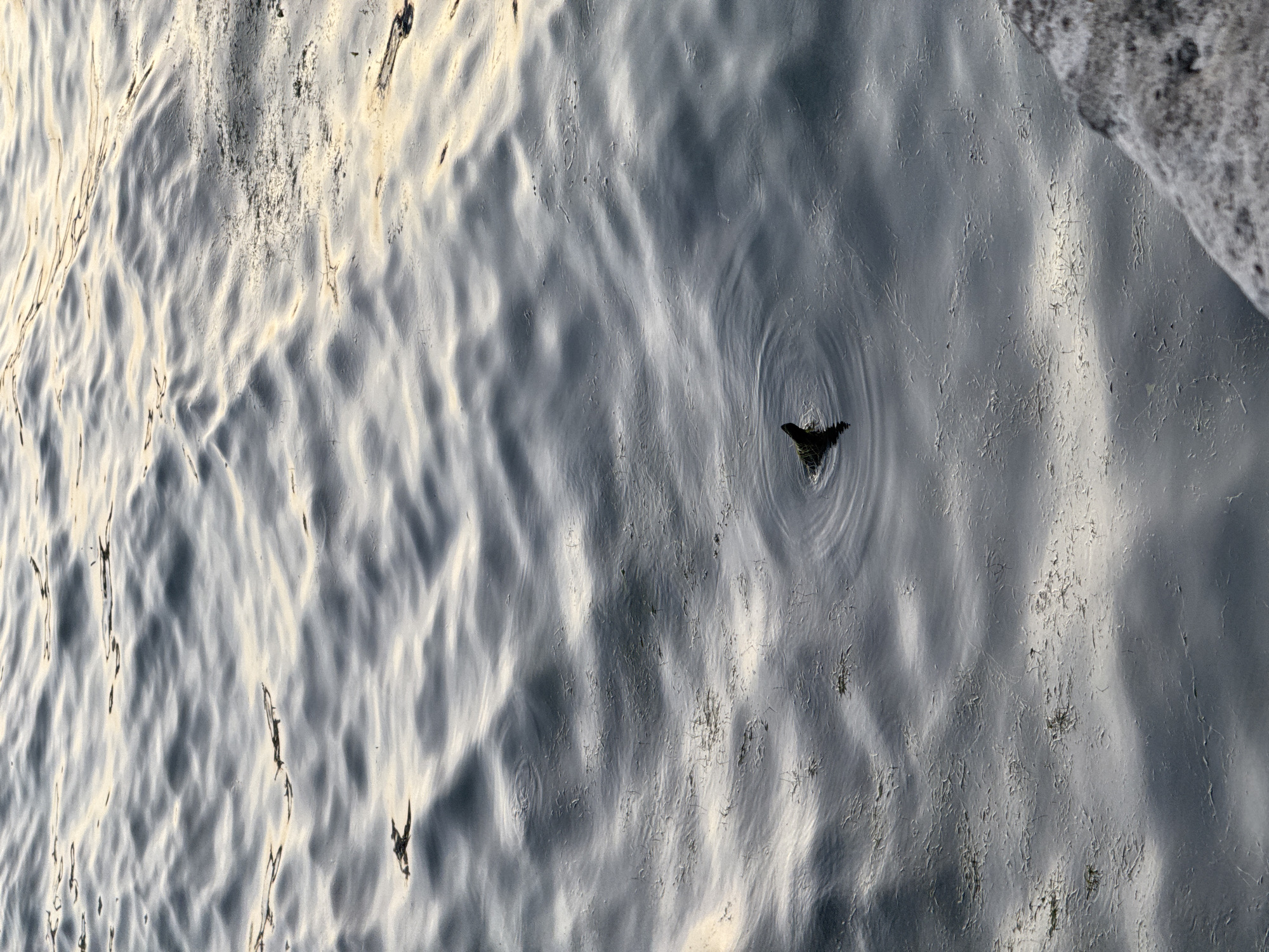 The image shows an overhead view of rippled water, likely a canal or waterway. The water reflects light, creating undulating patterns across the surface. Several small objects, possibly leaves or insects, are floating on the water. One object is creating concentric ripples around it. The setting appears to be outdoors. Given the rippled water, it appears to be taken near a moving boat. There is a piece of an eroded, dark stone structure on the right. I do not have enough information to verify the location in the city of Paris.