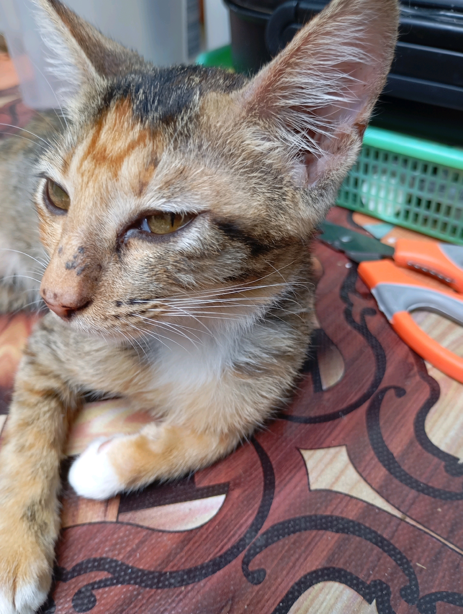 A tabby cat with light brown and black stripes rests on a patterned surface, possibly a table, in what appears to be a domestic setting. The cat is facing left, with its head turned slightly towards the viewer. Its eyes are golden-brown, and its ears are perked up. A white patch is visible on its front paw. In the background, partially visible, are gardening shears with orange and gray handles and a green plastic basket. The patterned surface features a repeating motif of dark brown curves and lighter brown diamond shapes. The overall lighting suggests an indoor environment. The image does not provide enough information to determine its specific location within Balikpapan, Indonesia.