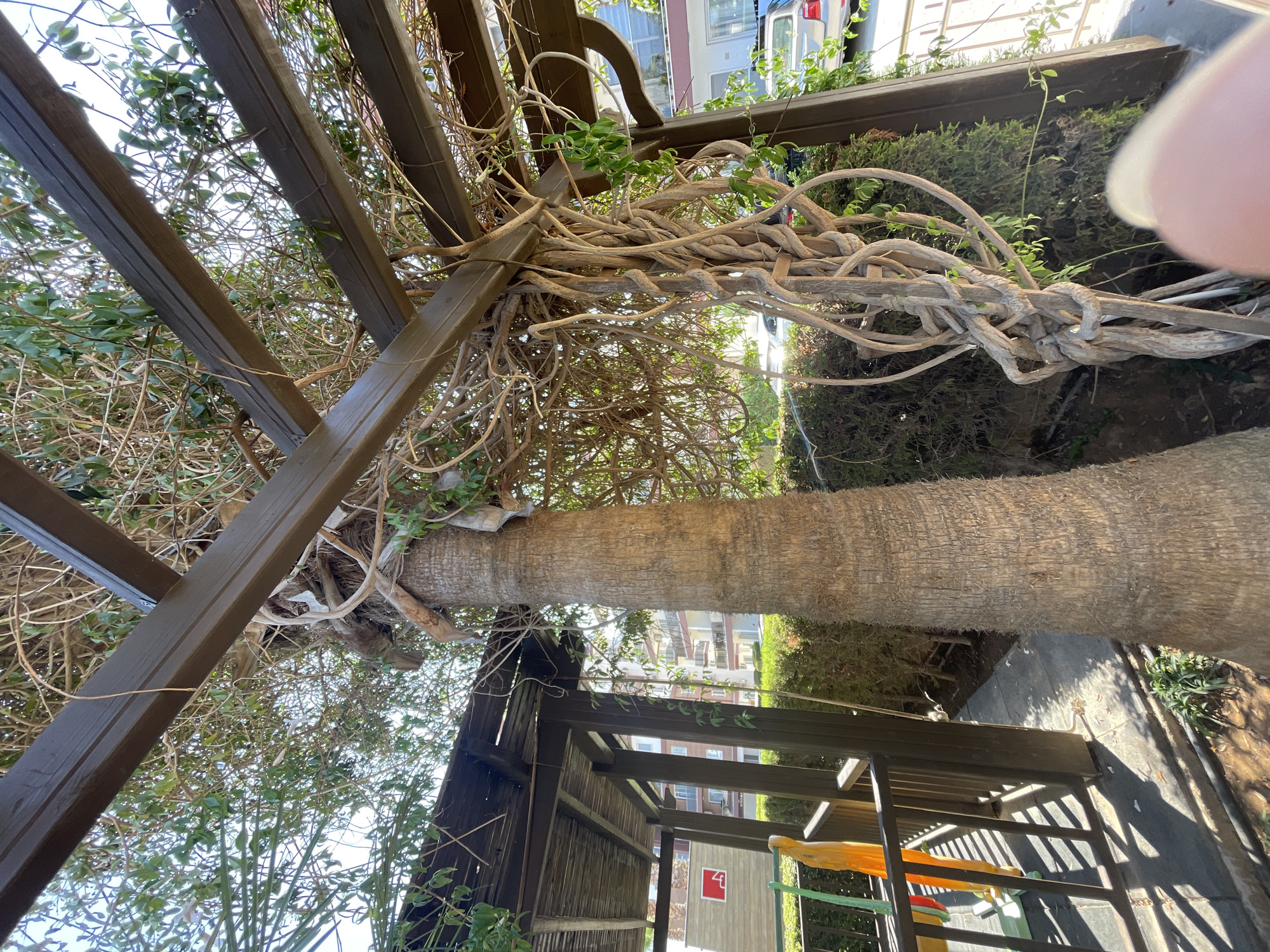 The image displays a scene at ground level in Trikomo, Northern Cyprus. In the foreground, a thick, rough-barked palm tree trunk dominates the center right of the frame. Its base is surrounded by dry soil and some sparse green foliage. To the left of the palm tree, a wooden pergola structure extends upwards, partially obscured by a dense network of intertwined vines and branches. Sunlight filters through the foliage and wooden beams of the pergola, casting shadows on the ground.
Further left, a section of a children's play structure is visible, with a bright yellow slide and dark metal railings. Behind the pergola and play structure, a neatly trimmed green hedge runs horizontally across the midground. Beyond the hedge, residential buildings with balconies and windows are apparent, suggesting an urban or semi-urban environment. Several parked cars are visible in the background, and a glimpse of the sky can be seen through the canopy of leaves and branches. A blurry, out-of-focus fingertip is present in the bottom right corner of the image.