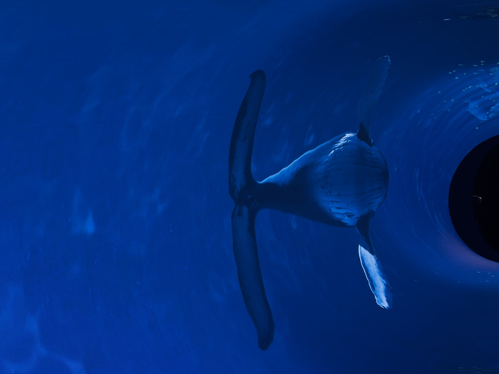 The image displays a large, three-dimensional representation of a whale, likely a humpback whale (*Megaptera novaeangliae*), swimming upward within a simulated deep-sea environment. The whale is viewed from below and slightly behind, with its broad, dark-colored flukes extended laterally and its lighter ventral surface partially visible. Its large pectoral fins are also outstretched. The background consists of a uniform dark blue hue, textured and subtly illuminated, indicative of a painted surface or projection within an immersive exhibit or tunnel, rather than actual open water. A distinct, dark, curved archway occupies the lower portion of the frame, suggesting the entrance to an internal structure within this display. Illumination appears to emanate from an artificial source, highlighting the whale's lighter underside and creating depth. No human figures or specific city landmarks are present in this scene, located in Unknown, Unknown.
