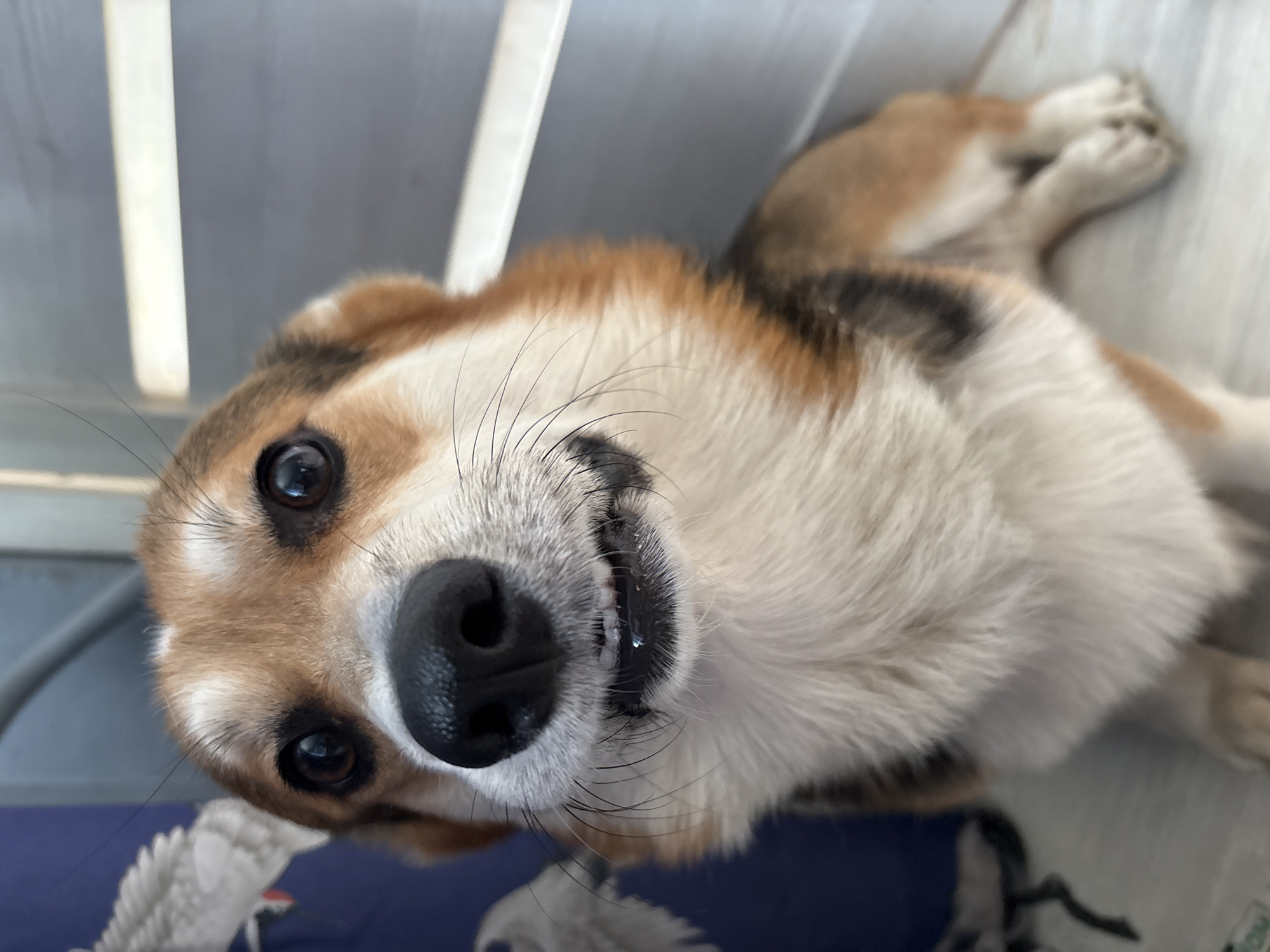 A close-up, tilted, upward-angle shot depicts a medium-sized, mixed-breed dog with a tan, brown, and white coat, a black nose, and dark eyes. The dog is lying down, with its body partially visible, and its paws folded near its head. The background is indistinct, showing a light-colored surface and some indistinct shapes. The setting is not identifiable as Izhevsk, Russia, and the image does not feature any people, interactions, or clear environmental context beyond the immediate surroundings of the dog.