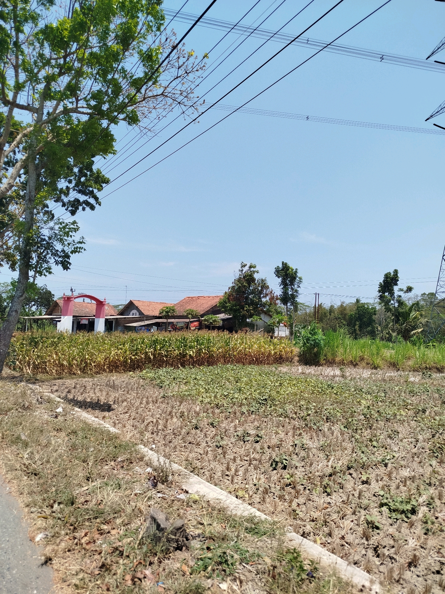 The image captures a rural scene in Rantewringin, Indonesia, under a clear blue sky. In the foreground, a dry, stubbled field dominates, suggesting a recently harvested crop. To the left, dry grass lines a paved road. Behind this field, a vibrant green cornfield stretches across the mid-ground. Further back, several houses with terracotta roofs are visible, one with a distinctive red and white arched gateway. Tall trees, some with lush green foliage and others sparser, are scattered throughout the landscape, and power lines crisscross the sky, supported by utility poles. The overall impression is one of agricultural land and rural dwellings on a sunny day.