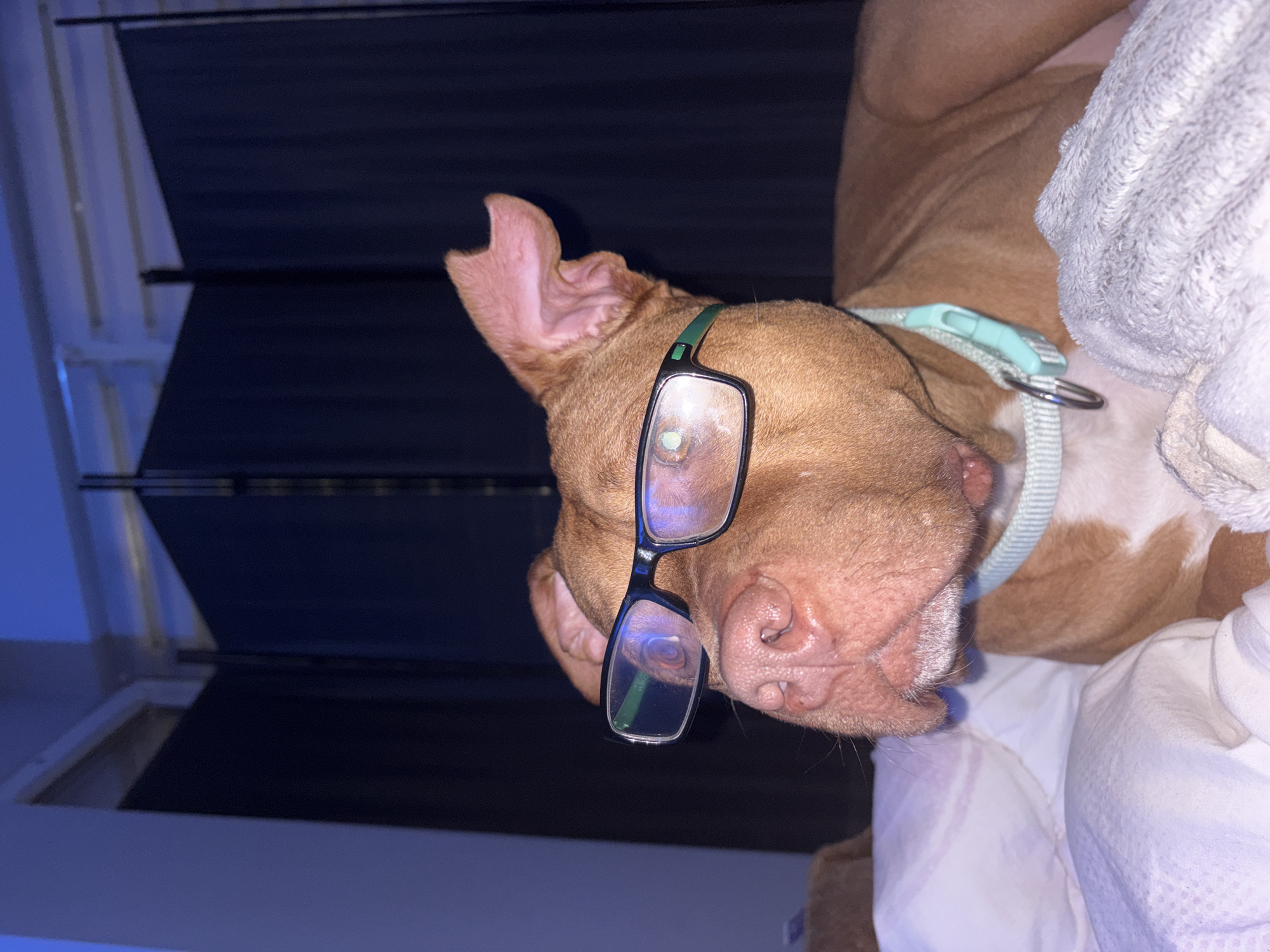 A tan dog with a white chest lies on white bedding. The dog is wearing glasses. The location is not identifiable as being in Sofia, Bulgaria.