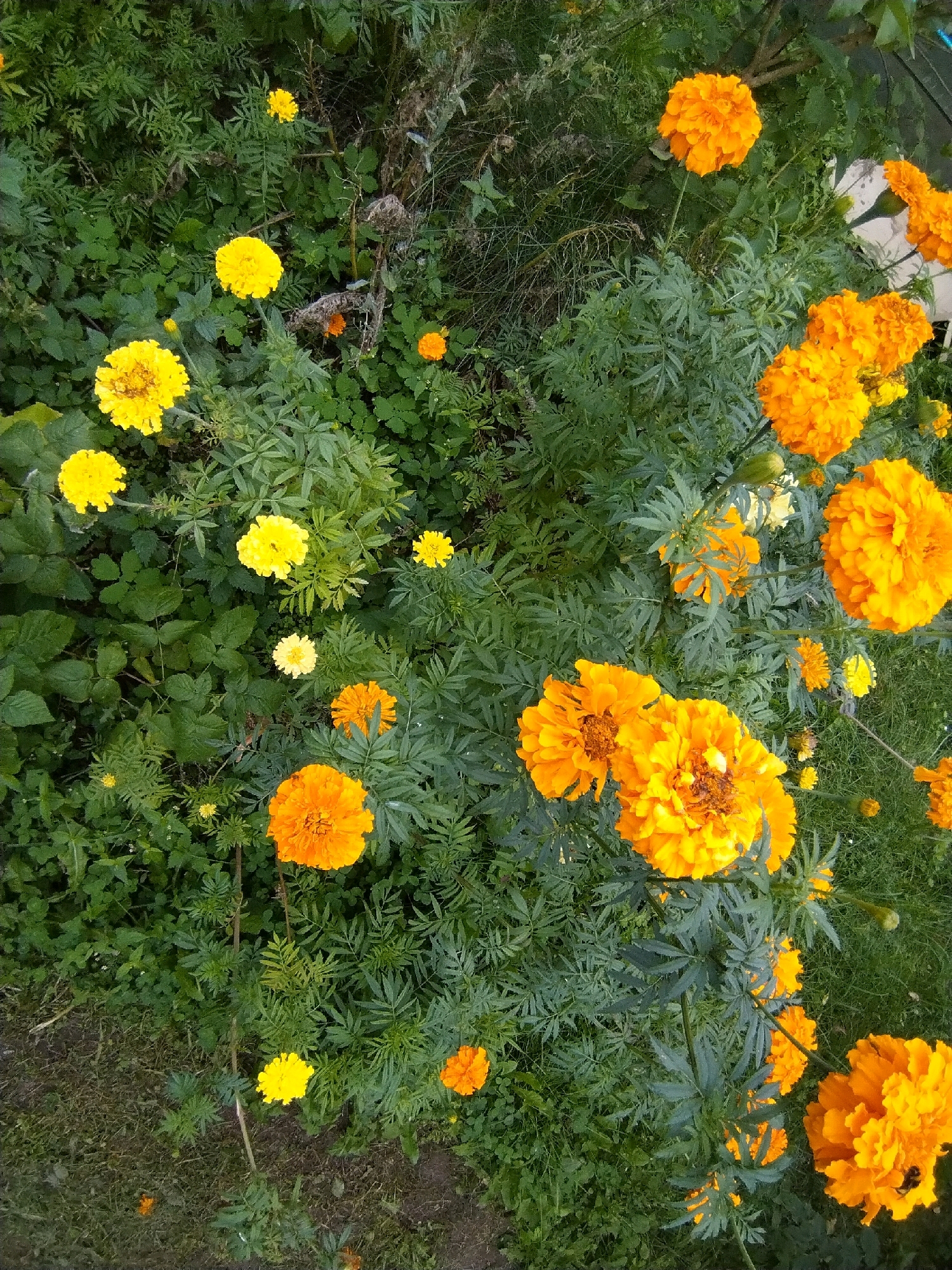 The image depicts a close-up, top-down view of a garden filled with marigolds. The marigolds are a mix of vibrant yellow and deep orange, with some flowers appearing fully bloomed and others in bud. The foliage is dense and green, with feathery leaves characteristic of marigolds. Some areas of grass and soil are visible at the bottom of the frame. The scene appears to be an outdoor garden in the Дварэцкі сельскі Савет, Belarus, characterized by natural lighting and a focus on the floral elements. There are no people or animals visible in the image.