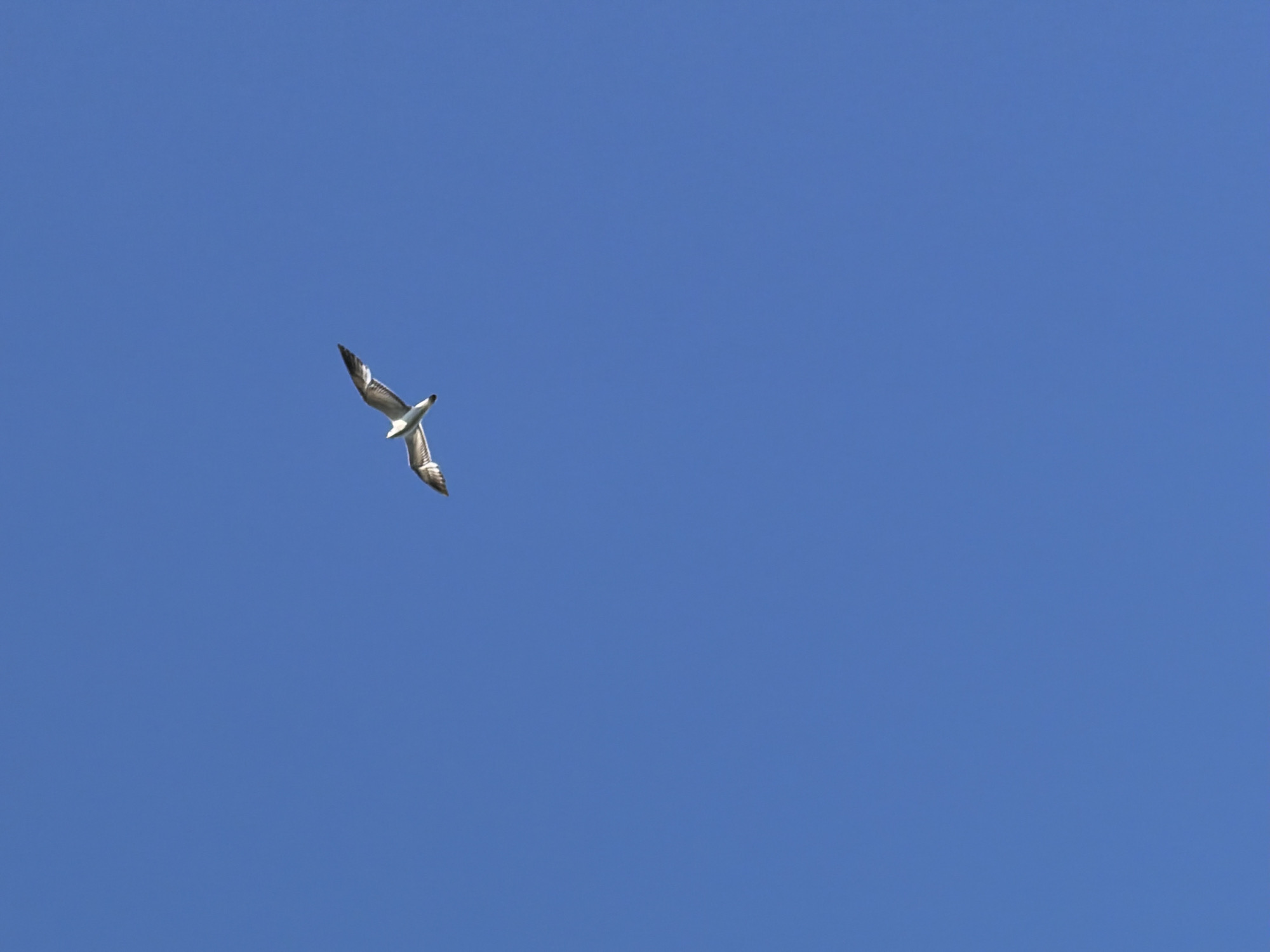 A single seagull flies in a clear blue sky. The location is not identifiable as Chaikovsky, Russia from the provided image.