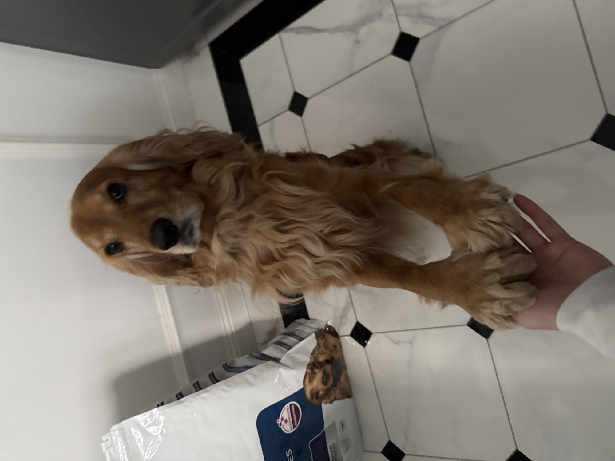 An adult golden cocker spaniel dog is standing on a white and black tiled floor, with its front paws placed on a person's open hand. The dog is facing the camera with its ears perked up and a slightly tilted head. To the left of the dog, a large white bag of dog food is visible, with a smaller image of a dog's face printed on it. The background is a plain white wall with a subtle baseboard. The lighting is bright and even. The location is unknown.