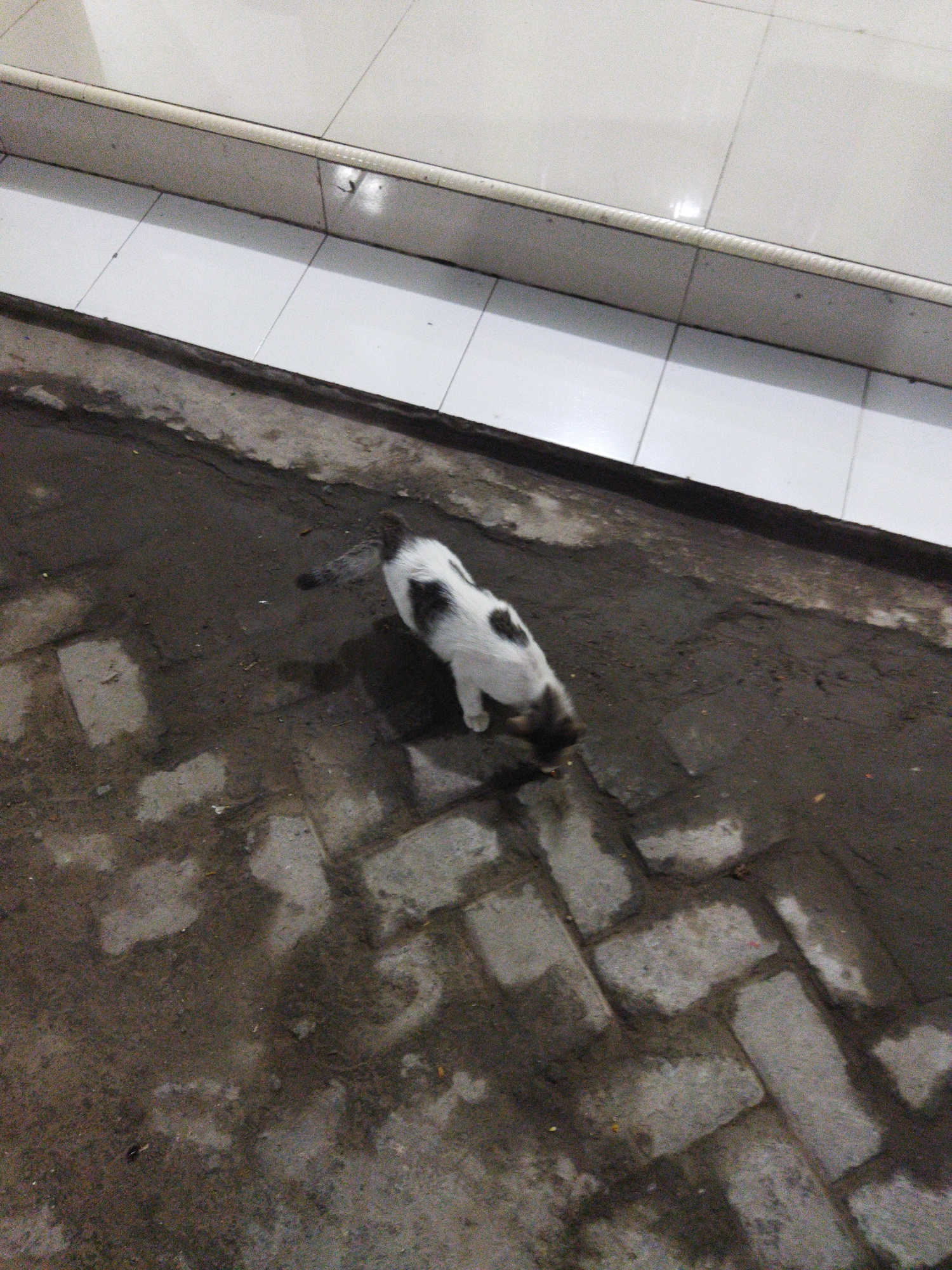 A black and white cat is on a wet, paved ground in Kosambi, Indonesia. The cat is facing downwards, possibly eating or drinking. The ground is made of interlocking bricks that are partially covered in dark, wet soil. In the background, there is a white tiled surface with a raised edge.
