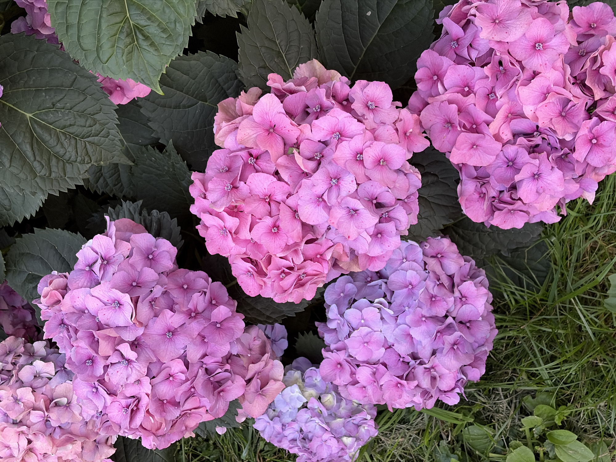 The image displays a close-up, overhead view of several large clusters of hydrangeas in varying shades of pink and purple, interspersed with dark green, serrated leaves. The flowers are composed of numerous small, star-shaped florets. The hydrangeas are arranged on a bed of green grass, with some blades of grass visible in the foreground. The scene is brightly lit, suggesting it was taken outdoors during daylight hours. There are no people, animals, or man-made objects visible in the frame. The image does not provide any specific visual cues to pinpoint its location in Khimki, Russia.