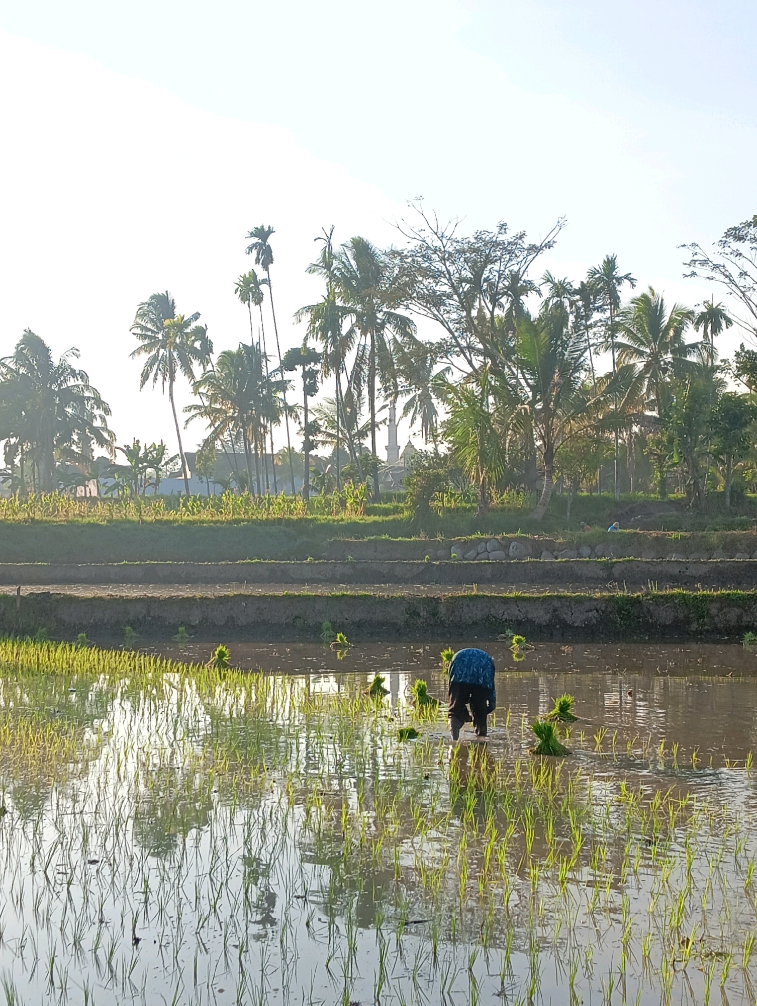 This is a full, vertical shot of a rice paddy in Sukosari, Indonesia, under a bright, overcast sky. The foreground features a flooded rice field with rows of young rice plants reflected in the water. A farmer, wearing a blue and white patterned shirt and dark pants, is kneeling in the paddy, planting rice seedlings. Bundles of seedlings are visible in the water and on the banks. The middle ground consists of terraced rice paddies, some with newly planted crops and others appearing to be in transition. The background is dominated by a lush line of palm trees and other tropical vegetation, with a few buildings barely visible behind them. The overall impression is one of agricultural labor in a rural, tropical setting.