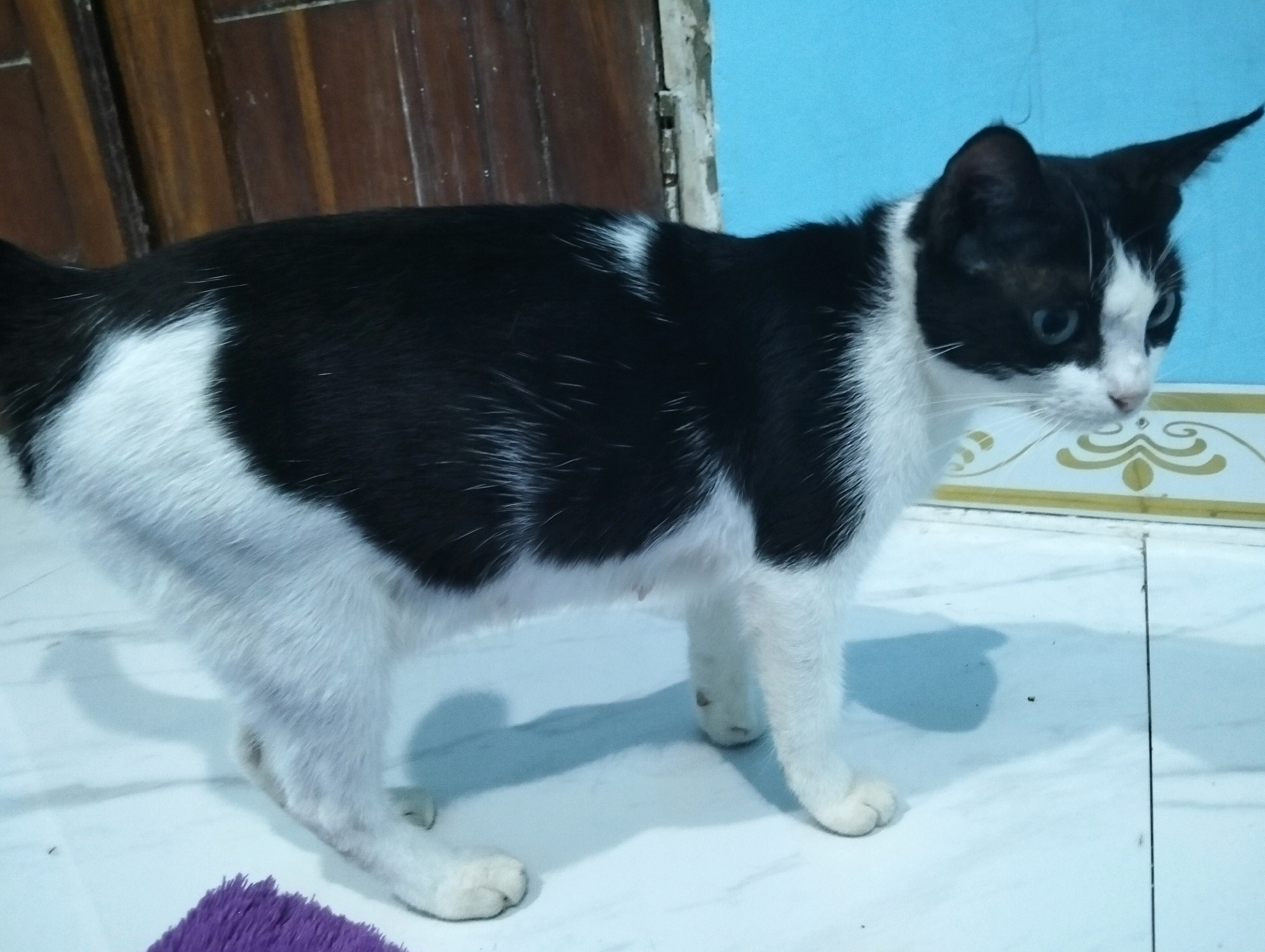 A black and white cat stands on a tiled floor in Cileungsi, Indonesia. The cat is facing to the right, with its blue eyes looking slightly downward. The cat's fur is predominantly black with large white patches on its chest, belly, and hindquarters. The background includes a wooden door on the left and a blue wall on the right. A patterned border is visible at the bottom of the wall. A small purple object, possibly a toy, is partially visible on the floor in the lower left corner. The lighting suggests an indoor environment.