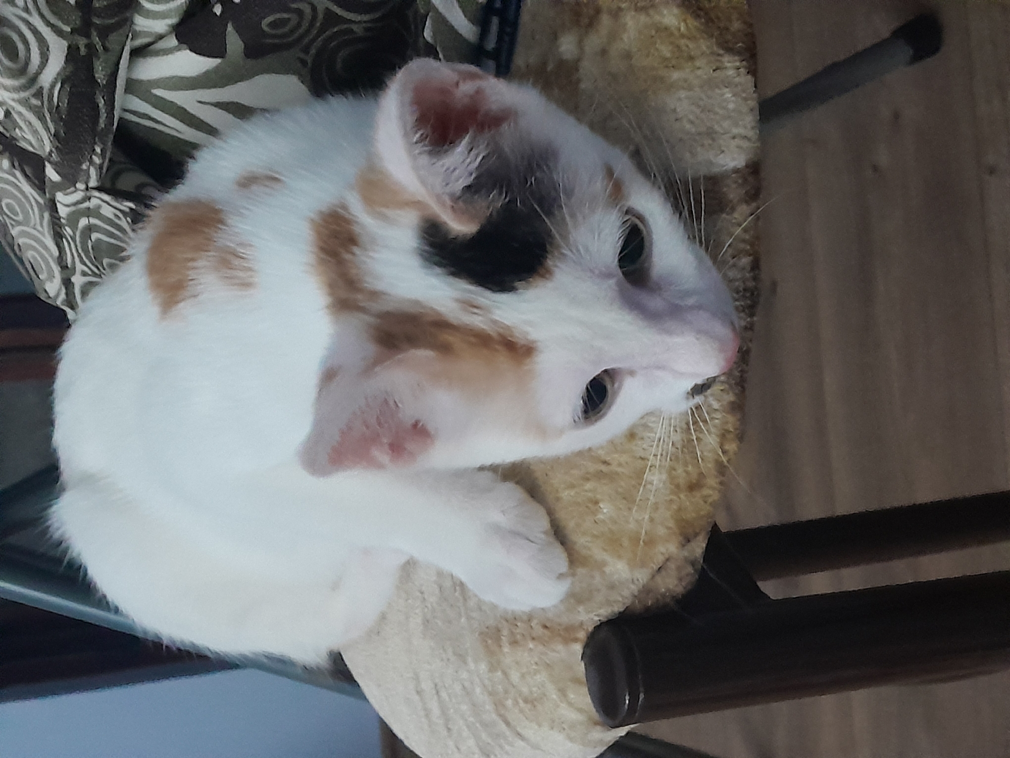 A calico cat with white, orange, and black markings is lying on a cushioned stool. The stool is a light tan color and appears to be made of a textured fabric. The cat is positioned in the center of the stool, with its body partially visible. The background consists of a patterned fabric with swirls of brown, green, and white. The cat's head is lowered, and its eyes are looking down. The scene is indoors, with a wooden floor visible in the lower portion of the image. The overall impression is of a domestic setting. There is no indication of the specific location within the city of Subotica, Serbia, as the image lacks any identifying landmarks or contextual clues related to geography.