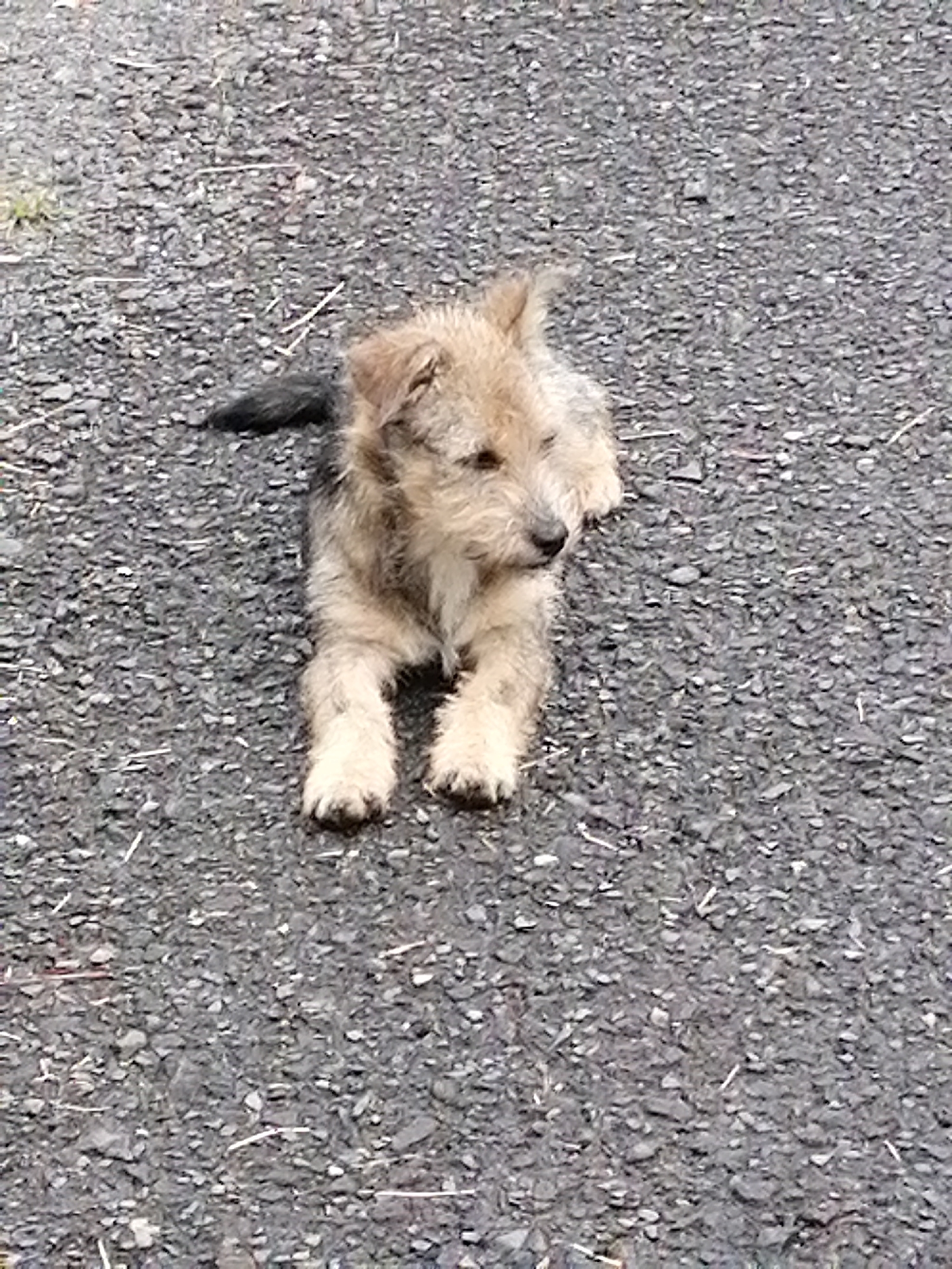 A small, tan and brown puppy with scruffy fur is lying down on a dark grey, gravelly surface. The puppy's body is angled towards the right side of the frame, with its head turned slightly to the left, looking towards the viewer. Its front paws are tucked beneath its chest, and its hind legs are extended. The puppy's tail, which is dark in color, is curled upwards behind it. The background consists entirely of the gravelly ground, with some small twigs and grass visible. The lighting suggests it is daytime, with natural light illuminating the scene. There are no discernible landmarks or indications that this scene is located in Da Lat, Vietnam.
