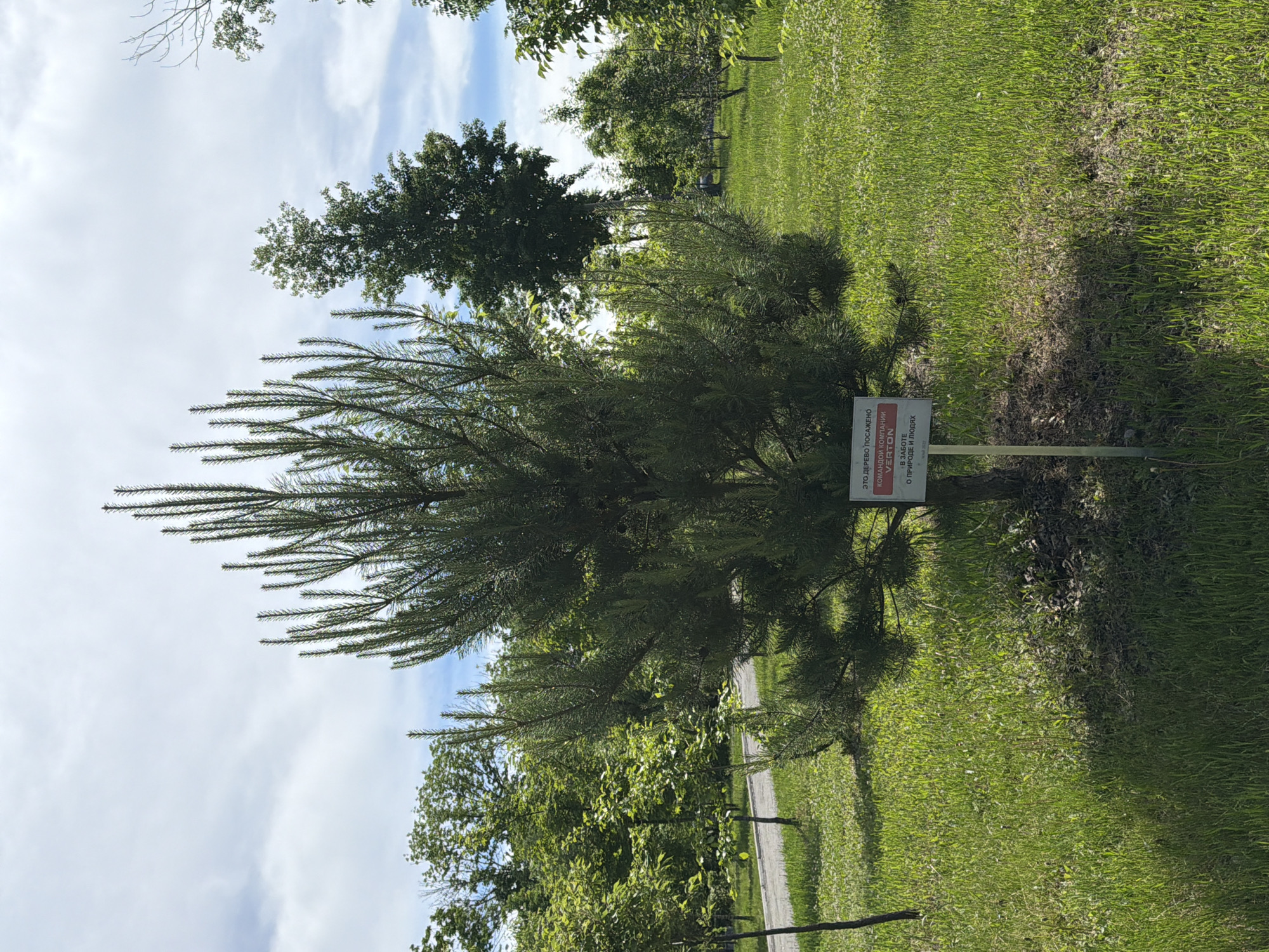 The image shows a young pine tree planted in a grassy area with other trees in the background. A sign is placed in front of the tree, which reads in Russian: "This tree was planted by the VERTON company team in care for nature and people." The sign has a red border and the company name in bold letters. The sky is partly cloudy, and the sun is shining. The scene appears to be in a park or botanical garden. Based on the provided location, this image was taken in Khabarovsk, Russia.