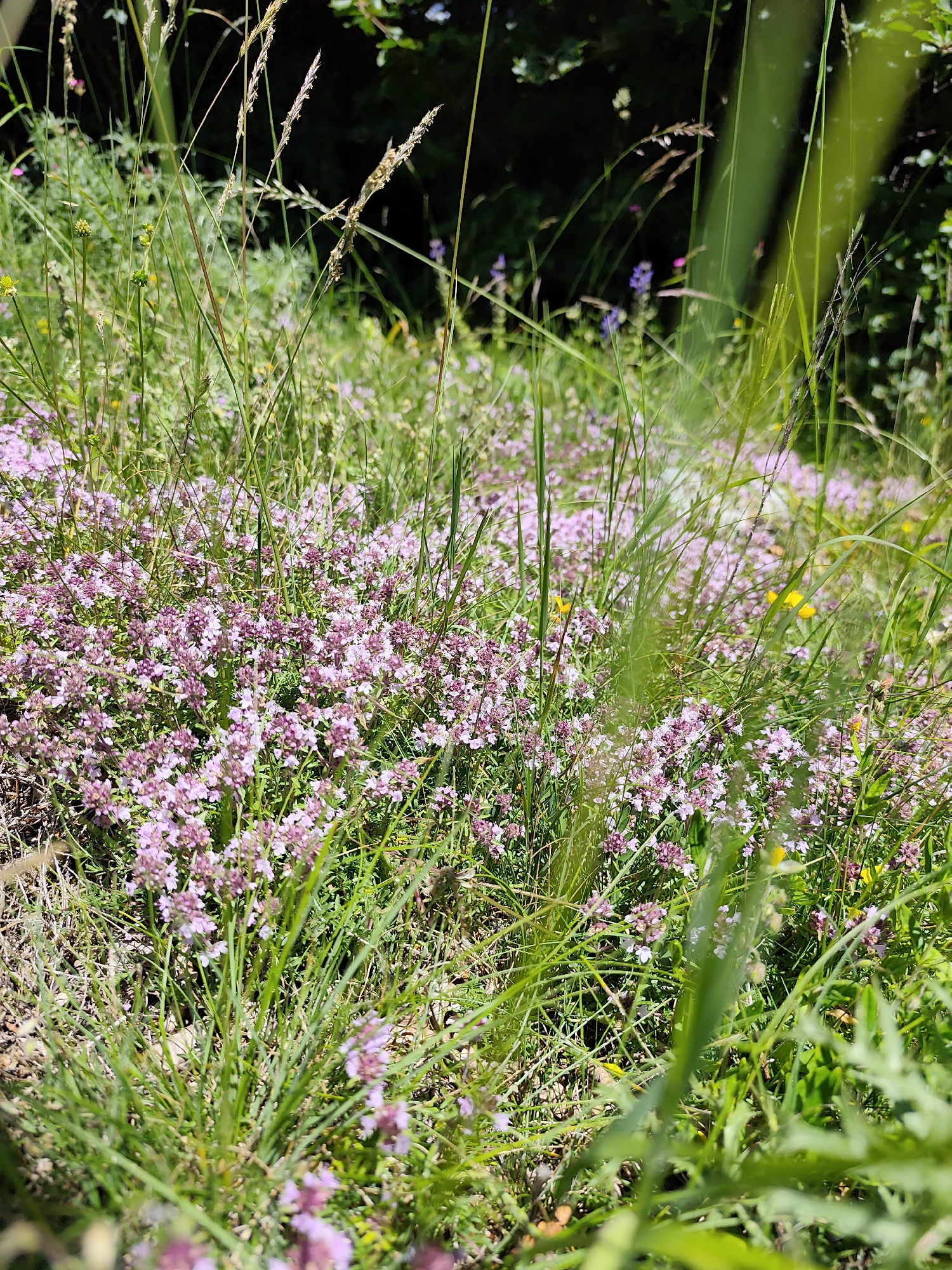 The image shows a close-up view of a field of small pink flowers, possibly wild thyme, growing amongst green grass and other wildflowers. The scene appears to be outdoors on a sunny day, with dappled light suggesting it might be in a wooded area or near trees. The focus is on the natural vegetation, with the pink flowers forming a dense carpet in the foreground and mid-ground. Some blades of grass are tall and wispy, while others are shorter and thicker. The background is a blur of green foliage and dark shadows. There are no people, animals, or man-made structures visible in the image. The location is identified as Dolovi, Montenegro.