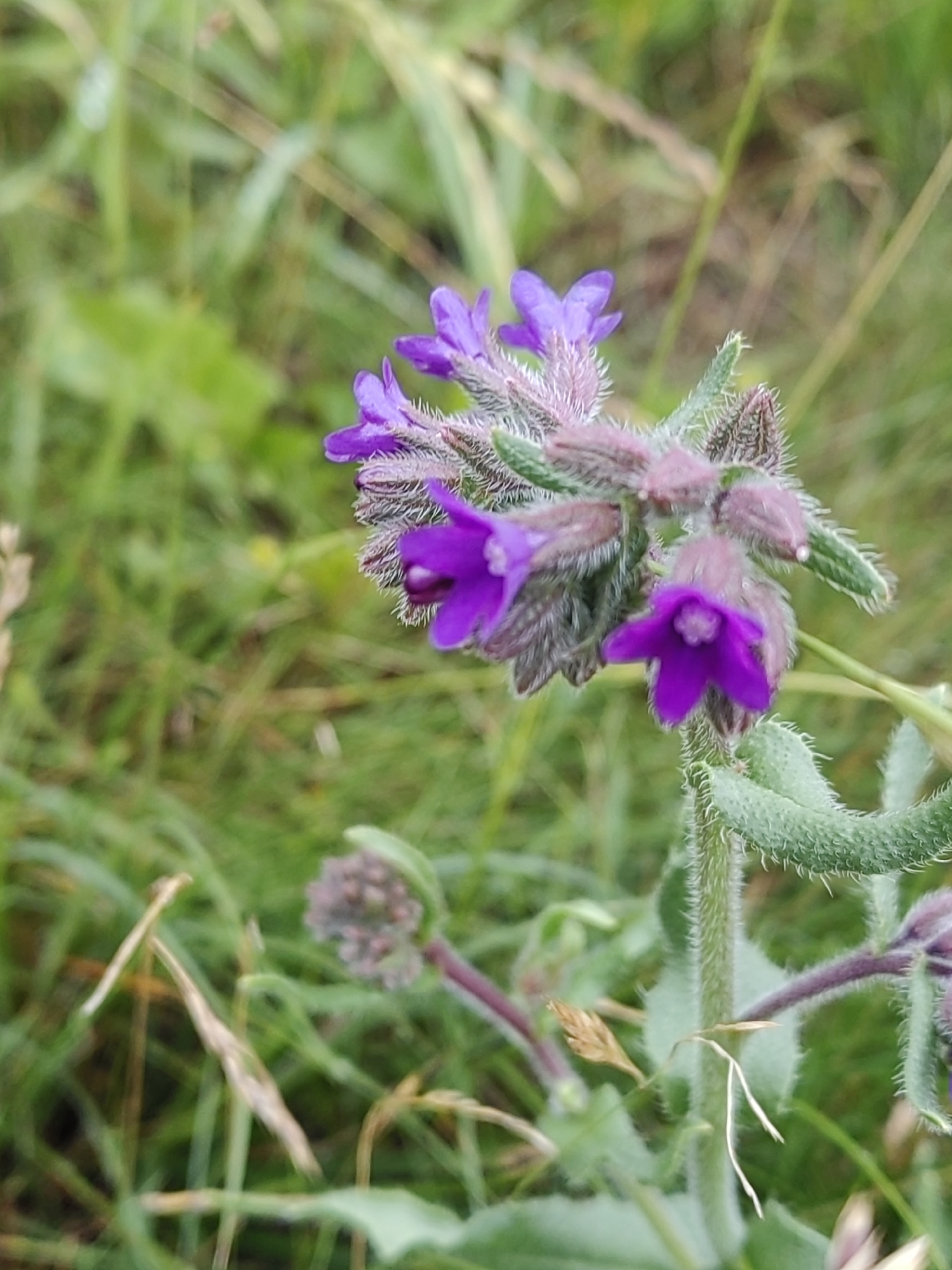 A close-up, eye-level, outdoor photograph focuses on a cluster of small, bright purple flowers with hairy stems and leaves against a blurred green and brown background. The flowers are funnel-shaped with five distinct petals. The stems and leaf undersides are covered in fine, white hairs. In the background, out-of-focus green foliage and some dried grass stalks are visible, suggesting a natural environment such as a meadow or park. The image does not contain any people or discernible man-made structures, and therefore cannot be specifically placed within the city of Hrodna, Belarus.