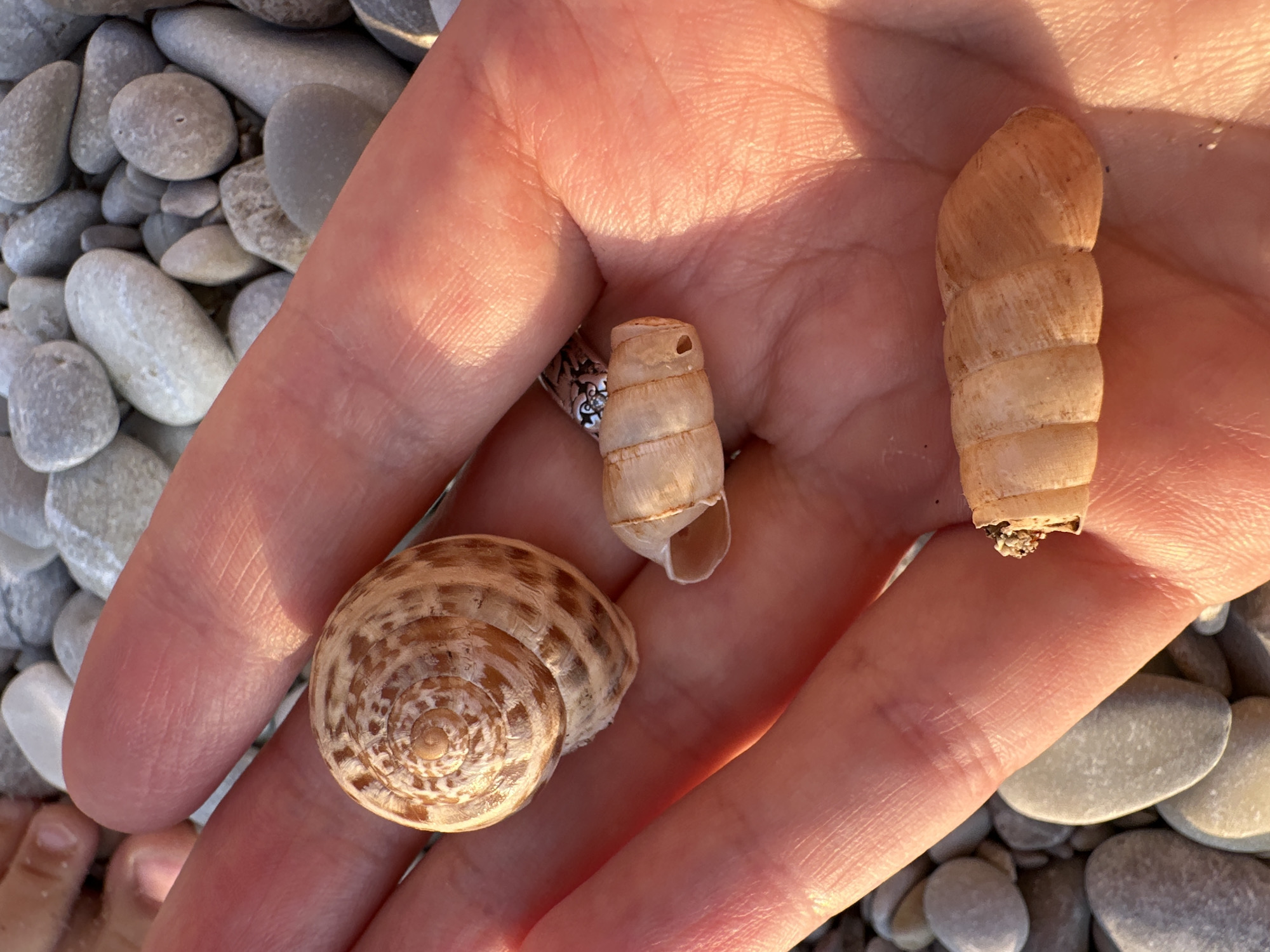 The image presents a close-up, high-angle view of a person's open right hand holding three distinct marine shells, against a blurred background of numerous smooth, rounded pebbles. The scene is illuminated by warm, directional natural light from the upper left, casting defined shadows on the hand and objects.
The hand exhibits fair skin with visible creases and fingerprints. In the upper left portion of the image, the tips of a second person's fingers are partially visible, suggesting proximity or interaction.
The three shells held are:
1. **Upper left of palm:** A complete, coiled gastropod shell, light brown with darker, irregular spotted patterns. Its spiral apex is clearly defined, and it measures approximately 2-3 cm in diameter.
2. **Middle-right of palm:** A smaller, lighter beige, fragmented gastropod shell. It is broken at one end, revealing a hollow interior, and features a small, circular perforation near its intact end.
3. **Bottom-center of palm:** An elongated, tubular shell, light tan to beige, displaying distinct transverse growth rings or segments. The wider, open end appears to contain fine granular material, possibly sand or sediment.
The background consists of an expanse of smooth, water-worn pebbles and stones in various shades of grey and white, consistent with a beach environment.
There are no discernible visual cues within the image, such as landmarks, specific flora, or unique features, that definitively identify the location as Fethiye, Turkey.