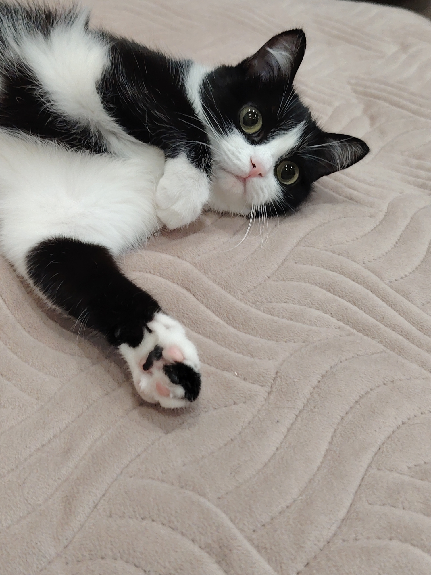 A black and white cat is lying on its back on a textured, beige surface, possibly a blanket or comforter. The cat's body is mostly white with black markings on its back, head, and limbs. Its front paws are visible, with one extended towards the viewer, showing pink toe beans and black paw pads. The cat's head is turned towards the camera, revealing large, expressive green eyes, a pink nose, and white whiskers. The background is out of focus, but appears to be the same textured beige material. The lighting is soft and diffused. The overall impression is one of a relaxed and comfortable pet.
