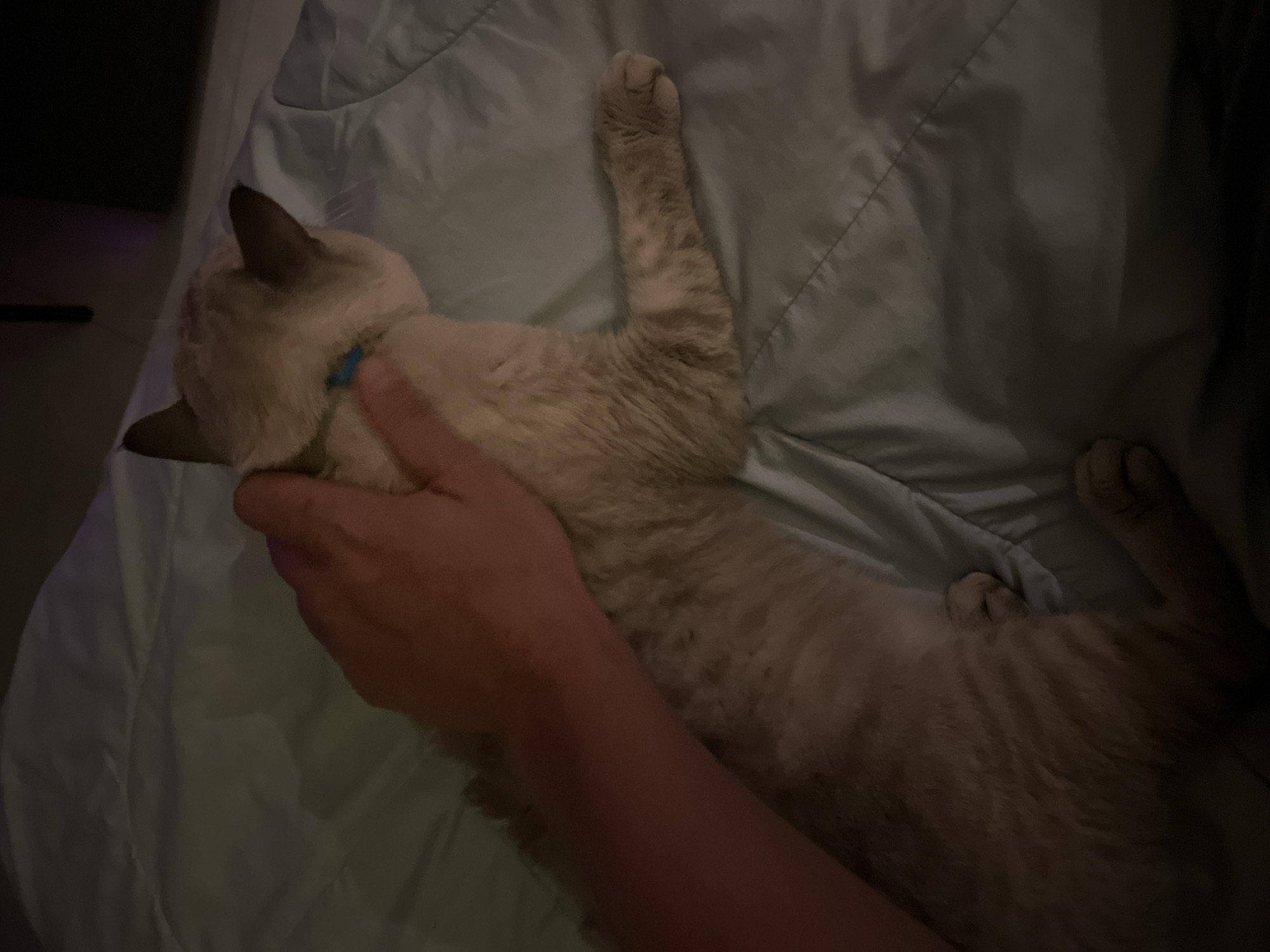 A person's hand is stroking the back of a light brown and cream colored cat that is lying on a light blue comforter. The cat is wearing a blue collar. The image is dimly lit, suggesting it was taken at night or in a dark room. The comforter is slightly rumpled, with visible stitching in a diagonal pattern. The background is dark and out of focus, with a hint of what might be a screen or wall.