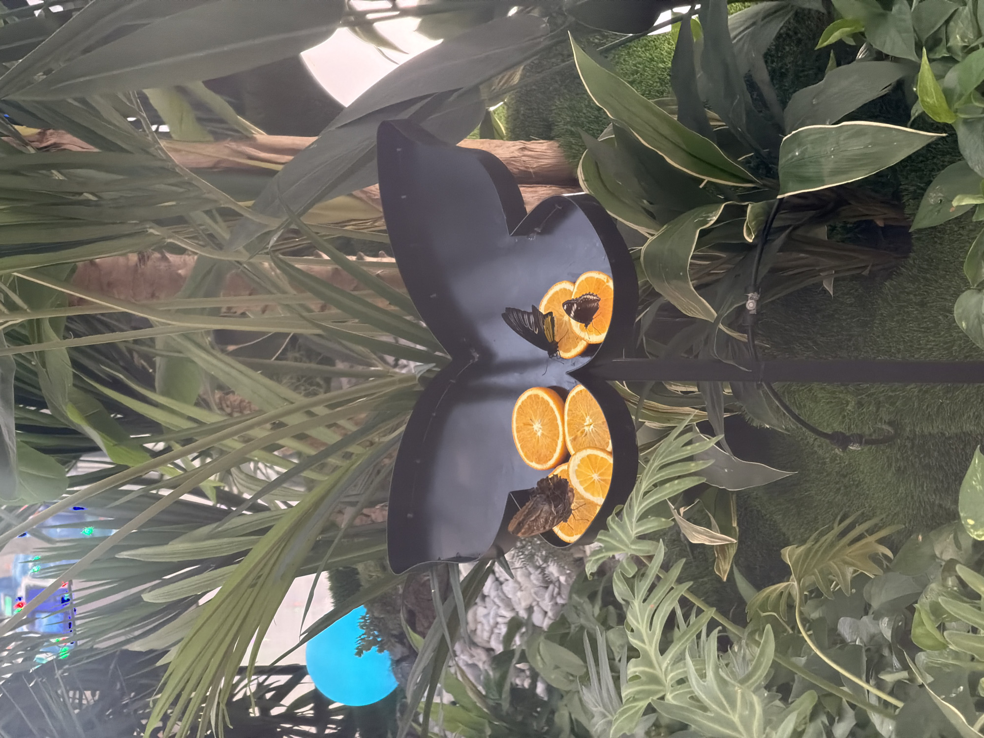 In a lush, indoor botanical setting, a black, butterfly-shaped feeder holds slices of orange. A dark-colored butterfly with yellow and black markings is perched on one of the orange slices, seemingly feeding. The feeder is positioned amongst a variety of green plants, some with broad leaves and others with more delicate, feathery foliage. The background is filled with more greenery, creating a vibrant, naturalistic display. A reflection of the feeder and the butterfly can be seen in a smooth, dark surface below, adding depth to the image. The lighting suggests it is daytime, possibly indoors in a conservatory or butterfly house.