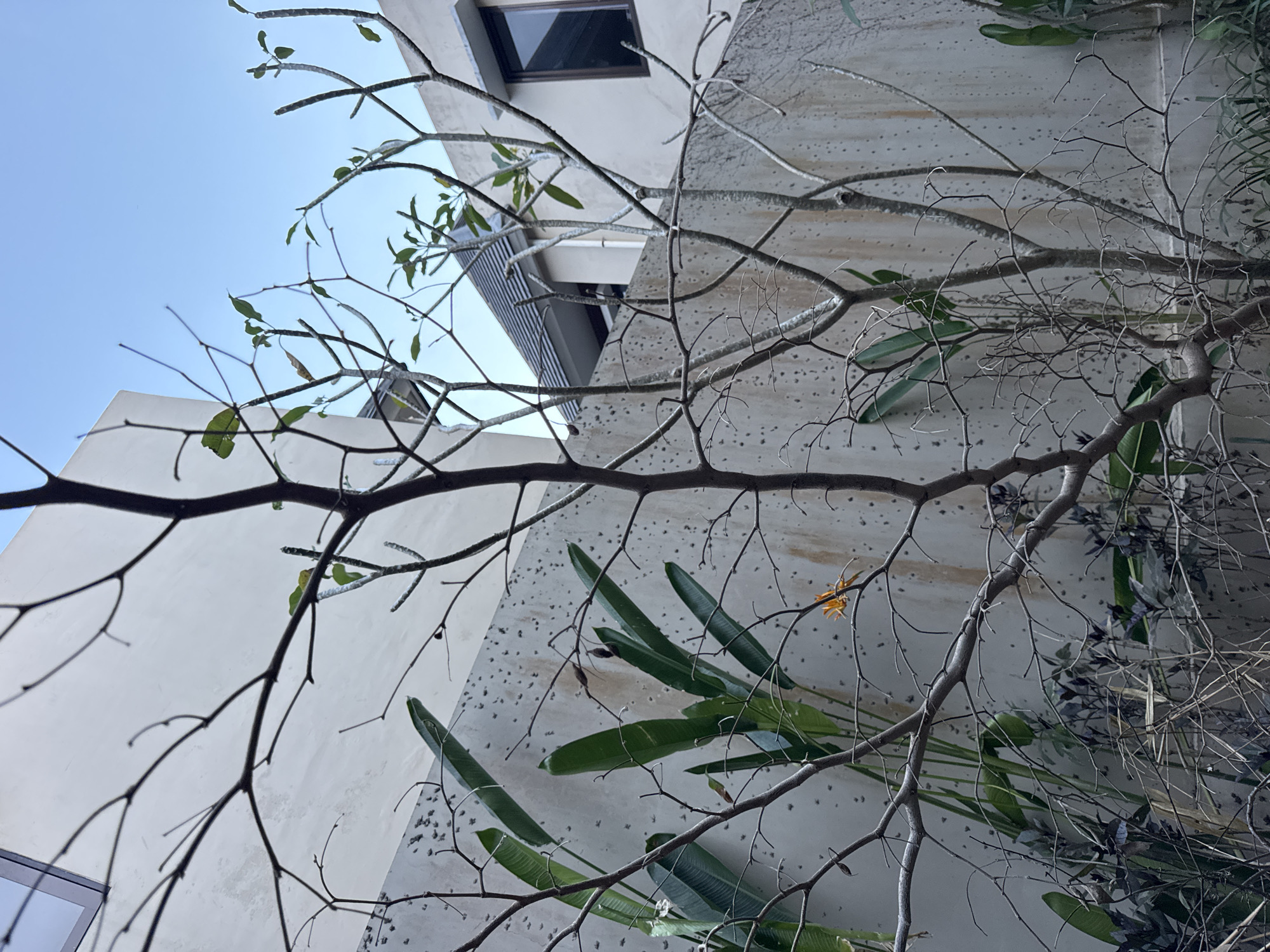 The image shows a low-angle view of a building in Kuta Selatan, Indonesia, obscured by tree branches and foliage. The building has a light-colored exterior with visible surface imperfections. A window and a narrow section of a roof overhang are visible. Tree branches, some bare and some with green leaves, crisscross the frame. Long, green plant leaves extend from the right side of the image, further obscuring the building's façade. The sky is visible in the upper left corner.