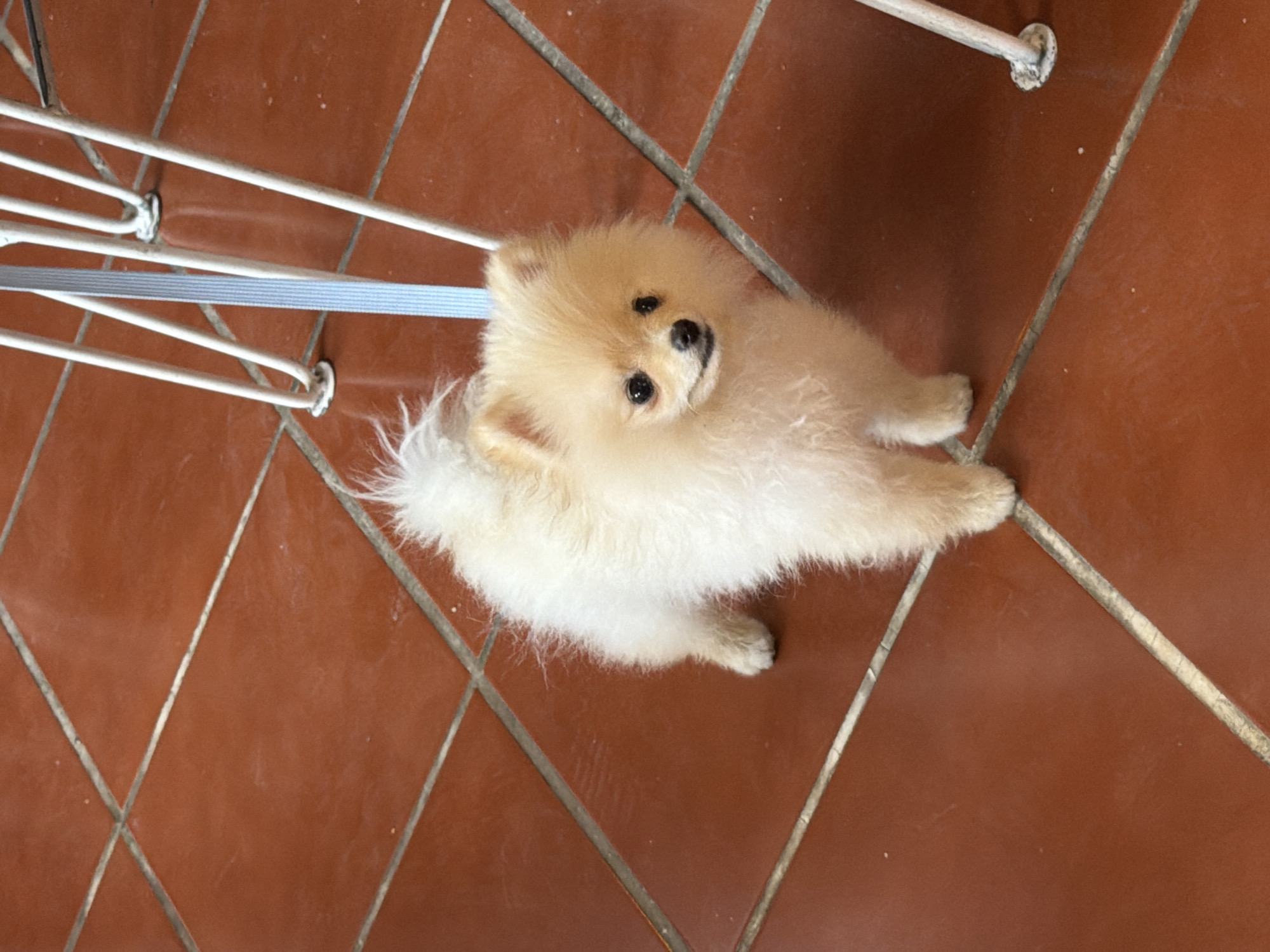 The image depicts a small, cream-colored Pomeranian dog positioned centrally on a tiled floor in San Andrés Cholula, Mexico. The dog, characterized by fluffy fur, dark eyes, and a black nose, stands with its head slightly elevated, facing the viewer. A light blue leash is visible, extending from the dog's neck area upwards and out of the frame. The floor features large, reddish-brown terracotta-style tiles arranged in a diagonal pattern, with light gray grout lines exhibiting minor wear. In the upper right background, several slender, white metal furniture legs with circular bases are partially visible, showing some chipped paint. The environment appears to be an indoor or covered outdoor space, illuminated by bright, diffused light. No human subjects are present within the frame.
