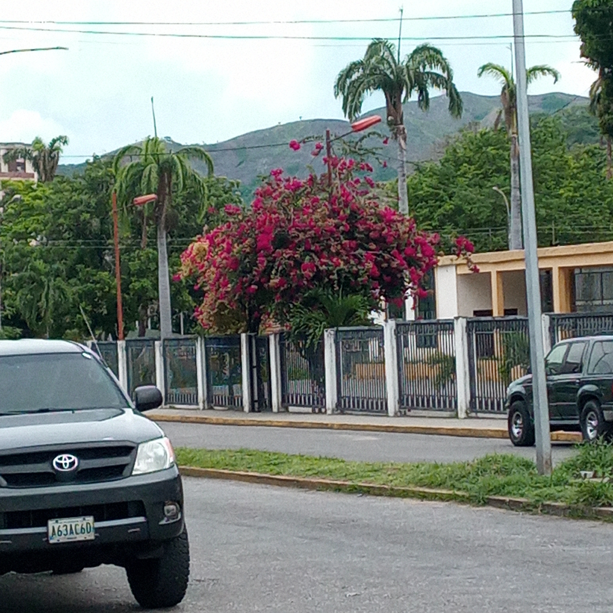 The image depicts an outdoor scene on an overcast day in what appears to be a tropical or subtropical urban environment, identified by a vehicle license plate as Venezuela.
In the foreground, a dark-colored Toyota Hilux pickup truck is partially visible on the left, facing the viewer. Its front grille, headlights, and a portion of the hood are discernable. The license plate, "A63AC60," is centrally mounted on the front bumper. The truck's robust front tire is also visible. The vehicle rests on an asphalt road surface.
The midground features a paved street separated by a curb from a narrow, grassy median strip. Behind this, a property is enclosed by a black wrought iron fence with white concrete posts. A large, vibrant bush adorned with numerous pink and red flowers, resembling bougainvillea, stands prominently behind the fence in the center of the frame. To the right of the flowering bush, a single-story building with a light-colored (beige or yellow) facade and multiple open, possibly arched, sections or doorways is visible. Further to the right, another dark-colored SUV is partially visible, parked parallel to the fence, with only its front wheel and lower body discernible behind a utility pole. Several utility poles and overhead wires crisscross the upper portion of the scene, with one prominent pole holding an orange-red light fixture extending horizontally.
The background consists of dense green foliage, including various trees and tall palm trees, rising behind the fence and building. Beyond the vegetation, a range of verdant, undulating mountains or hills stretches across the horizon under a light gray, overcast sky.