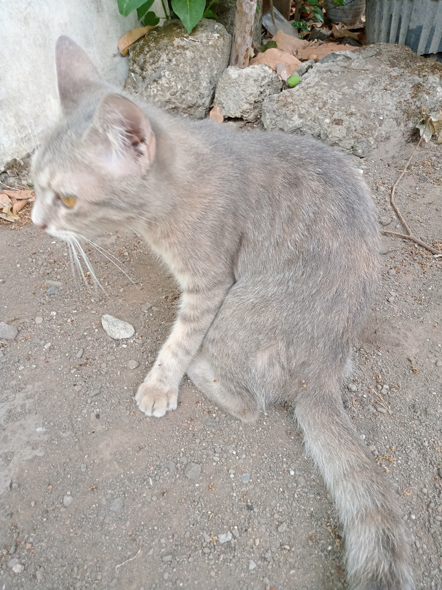 A grey tabby cat is sitting on a gravelly dirt surface next to a pale concrete wall. The cat is facing to the left, with its head turned slightly upwards and its amber eyes open. Its fur is short and appears somewhat ruffled. The cat's left paw is visible, resting on the ground. Behind the cat, there are several large stones, some dry leaves, and foliage from plants. The environment suggests an outdoor, possibly urban or semi-urban setting, consistent with many areas in Cirebon, Indonesia. There are no people or other animals visible in the frame. The lighting suggests it is daytime.