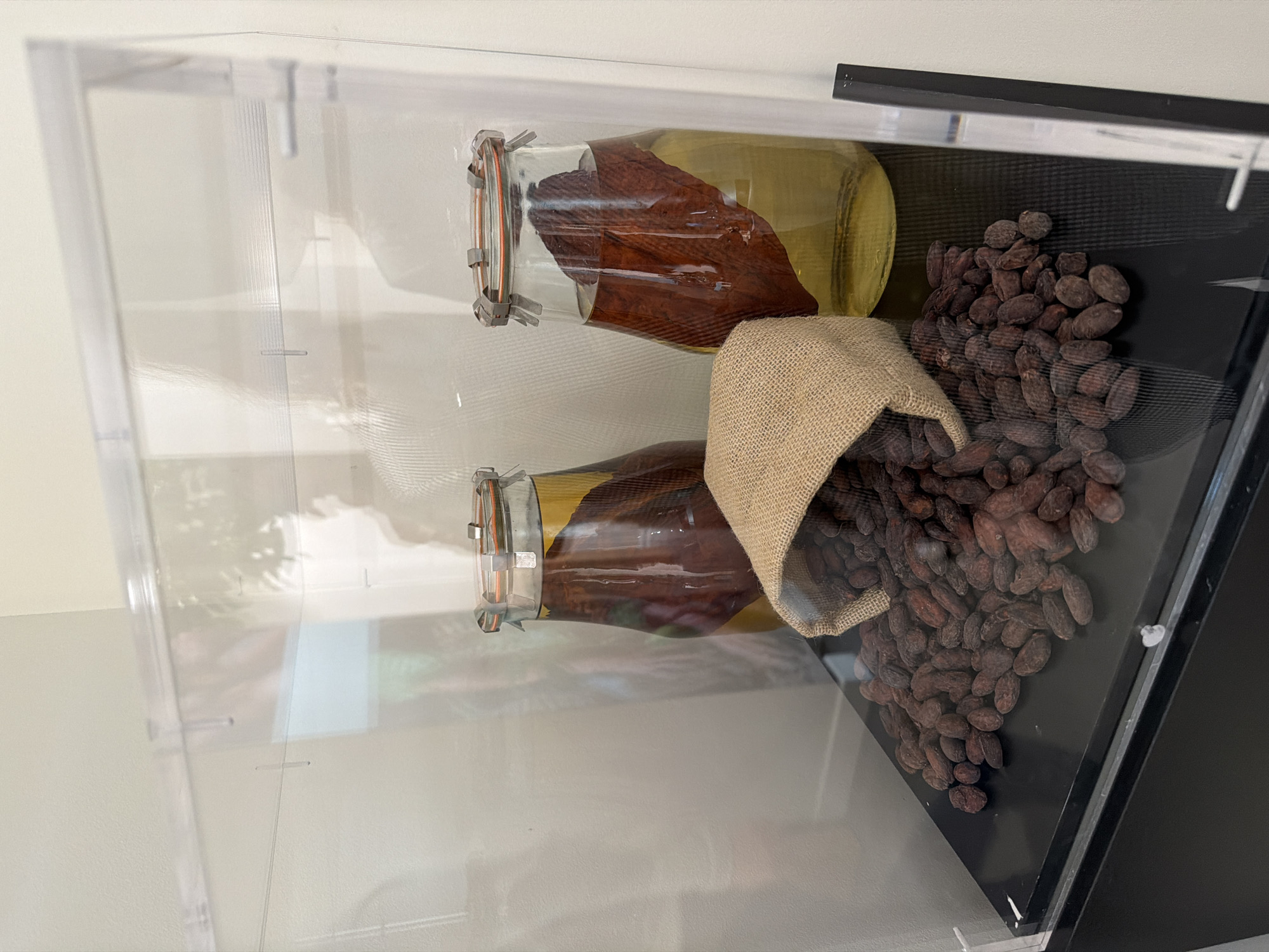 The image depicts a display case, possibly in a museum or exhibition setting in Illkirch-Graffenstaden, France, containing items related to chocolate or cocoa production. The display is arranged with two glass jars, one above the other, each filled with liquid and what appears to be a dark, organic substance. A small burlap sack rests near the jars, appearing to spill out a pile of brown cocoa beans onto a black surface within the display case. The case itself is transparent, allowing a view of the white wall and surrounding environment.