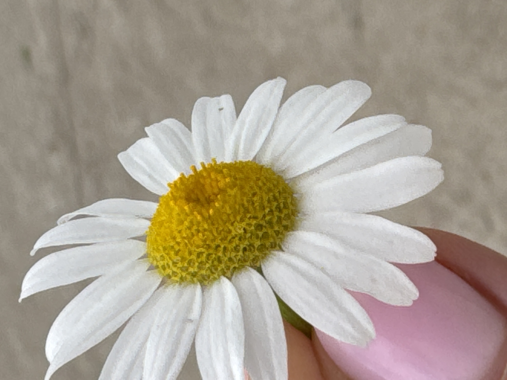 This is a close-up, portrait-oriented photograph of a single daisy with white petals and a yellow center, held by a person's hand. The background is a neutral, textured surface that appears to be concrete or asphalt. The person's fingernail, painted a light pink, is visible in the lower left corner, supporting the flower. The image does not provide any information or context related to the city of Ufa, Russia.