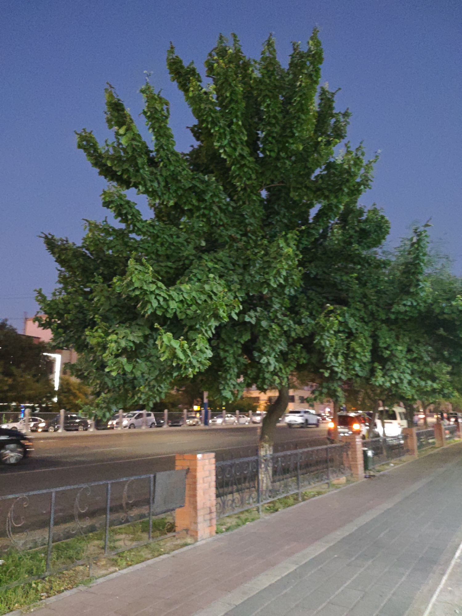 The image shows a street scene at dusk in Tashkent, Uzbekistan. A large tree with dense green foliage dominates the foreground, casting shadows on a paved sidewalk. A metal fence with decorative elements and brick pillars separates the sidewalk from a road where several cars are visible, some with their headlights on. Buildings can be seen in the background, illuminated by streetlights and artificial lighting. The sky is a deep blue, indicating the transition from day to night.