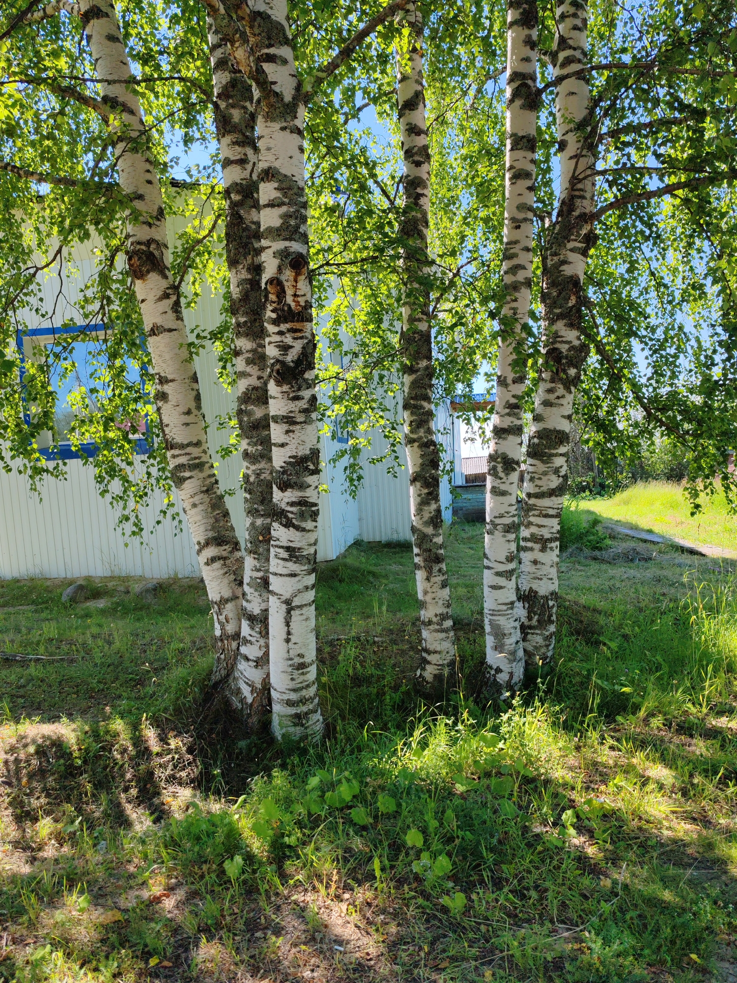 In Чухлэм, Russia, a cluster of birch trees stands prominently in the foreground, their white bark marked with dark, irregular patterns. Lush green leaves create a canopy overhead, dappled with sunlight that casts shadows on the ground. Behind the trees, a white building with a light blue trim on its windows is visible. The building's facade is textured, resembling siding. The ground around the trees is covered in green grass, with some scattered dry leaves and exposed soil. To the right of the building and trees, a gently sloping grassy area leads away from the scene, suggesting a rural or suburban environment. The sky above is clear and blue.
