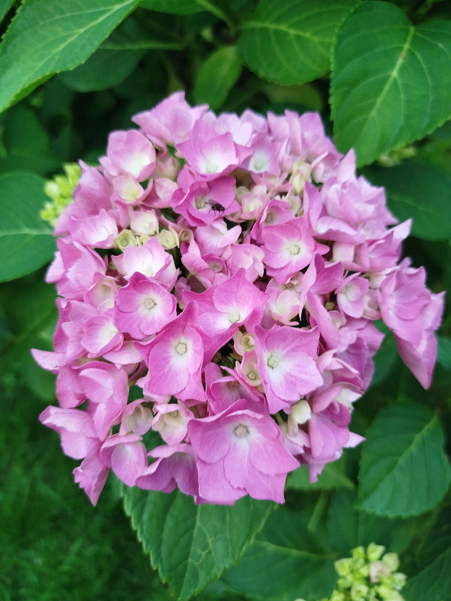 A close-up, eye-level, vertical shot showcases a cluster of pink hydrangea flowers, with a small black insect perched on one of the petals. The flowers are predominantly pink with some lighter white accents. They are surrounded by large, green leaves and a blurred green background suggesting foliage. The image appears to be taken outdoors, likely in a garden or park setting within the Крупіцкі сельскі Савет, Belarus, during daylight hours. The focus is sharp on the flowers, with a shallow depth of field blurring the background.