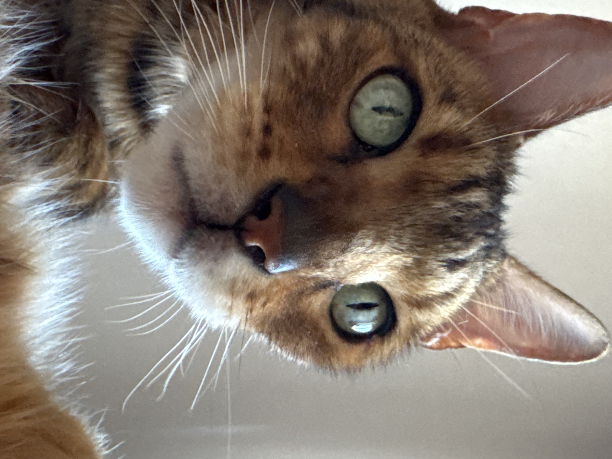 A close-up, slightly off-kilter view shows a brown and tan tabby cat looking downward. The cat has green eyes with vertically-oriented pupils and a pink nose. White whiskers extend from the cat's face. The ear is visible in the top right of the image. The background is a light, uniform color. The location is Unknown, Unknown.