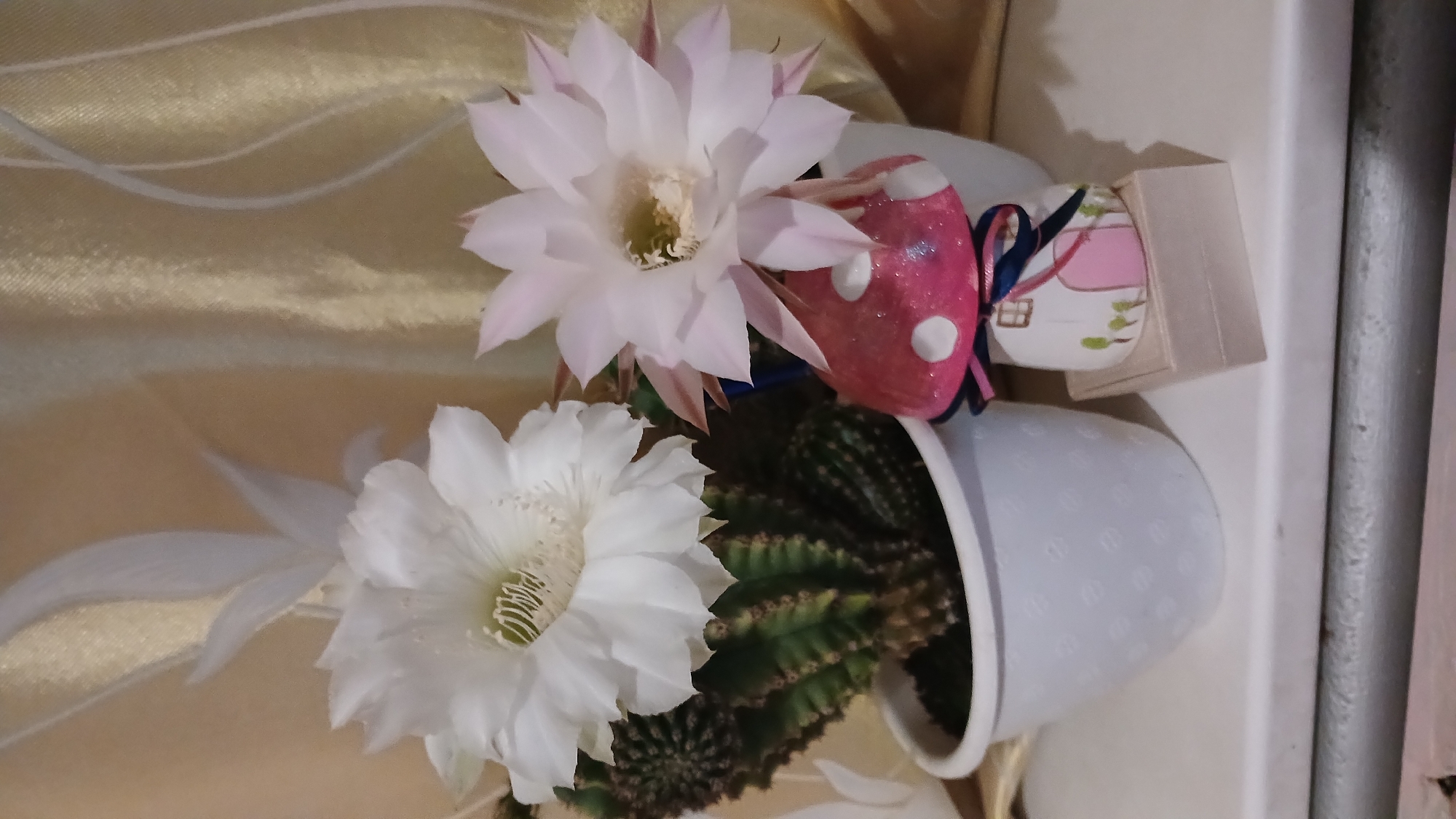 A still life composition features a cactus with two large white and pink flowers, presented in a white patterned pot. To the right of the cactus, a decorative mushroom house, adorned with white spots and a blue ribbon, rests on a small beige box. The background consists of draped golden fabric, adding a warm, textured backdrop to the scene. The image is captured indoors, likely in a domestic setting, with no indication of its specific location within the city of Monastyryska, Ukraine.