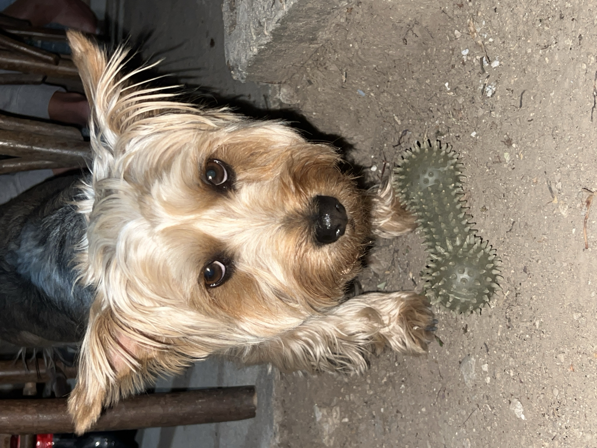In Akandzhievo, Bulgaria, a Yorkshire Terrier stands on a dirt ground, looking directly at the camera. The dog's fur is a mix of tan and gray. To its right, a spiky, green dog toy lies on the ground. The background shows wooden furniture and what appears to be a concrete structure. The overall lighting suggests it is nighttime.