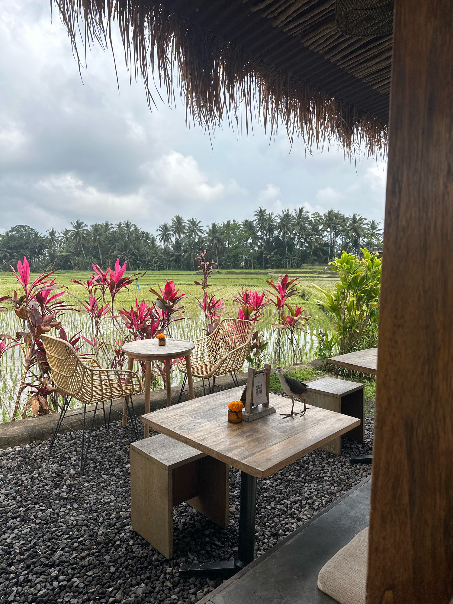 An outdoor seating area with a view of rice paddies is shown. In the foreground, there are two wooden tables with chairs made of rattan. One table has a small orange flower and a QR code menu. A bird stands on the table. The ground is covered in dark grey gravel. In the background, there are lush green rice paddies with palm trees lining the horizon. The sky is overcast. The seating area is partially covered by a thatched roof.