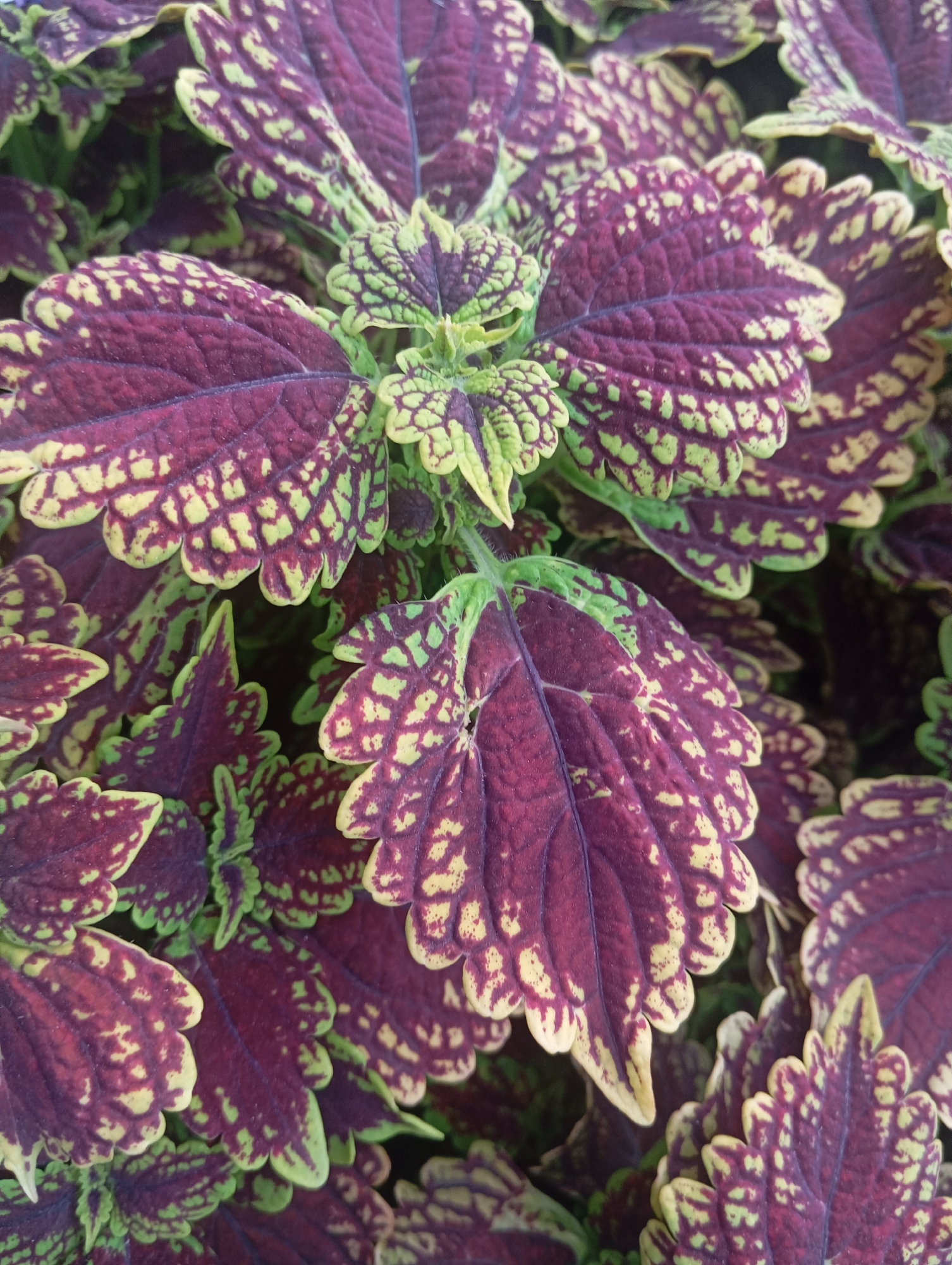 The image is a close-up, high-angle shot of coleus plants. The leaves display a vibrant pattern of deep red and purple with irregular splotches of lime green, and a creamy yellow-green serrated edge. The leaves overlap and fill the frame, creating a dense, lush texture. There are no people or man-made objects visible in the image. The background is dark, indicating a natural setting, possibly a garden or park. The image does not contain any information that would suggest its location in Almaty, Kazakhstan.