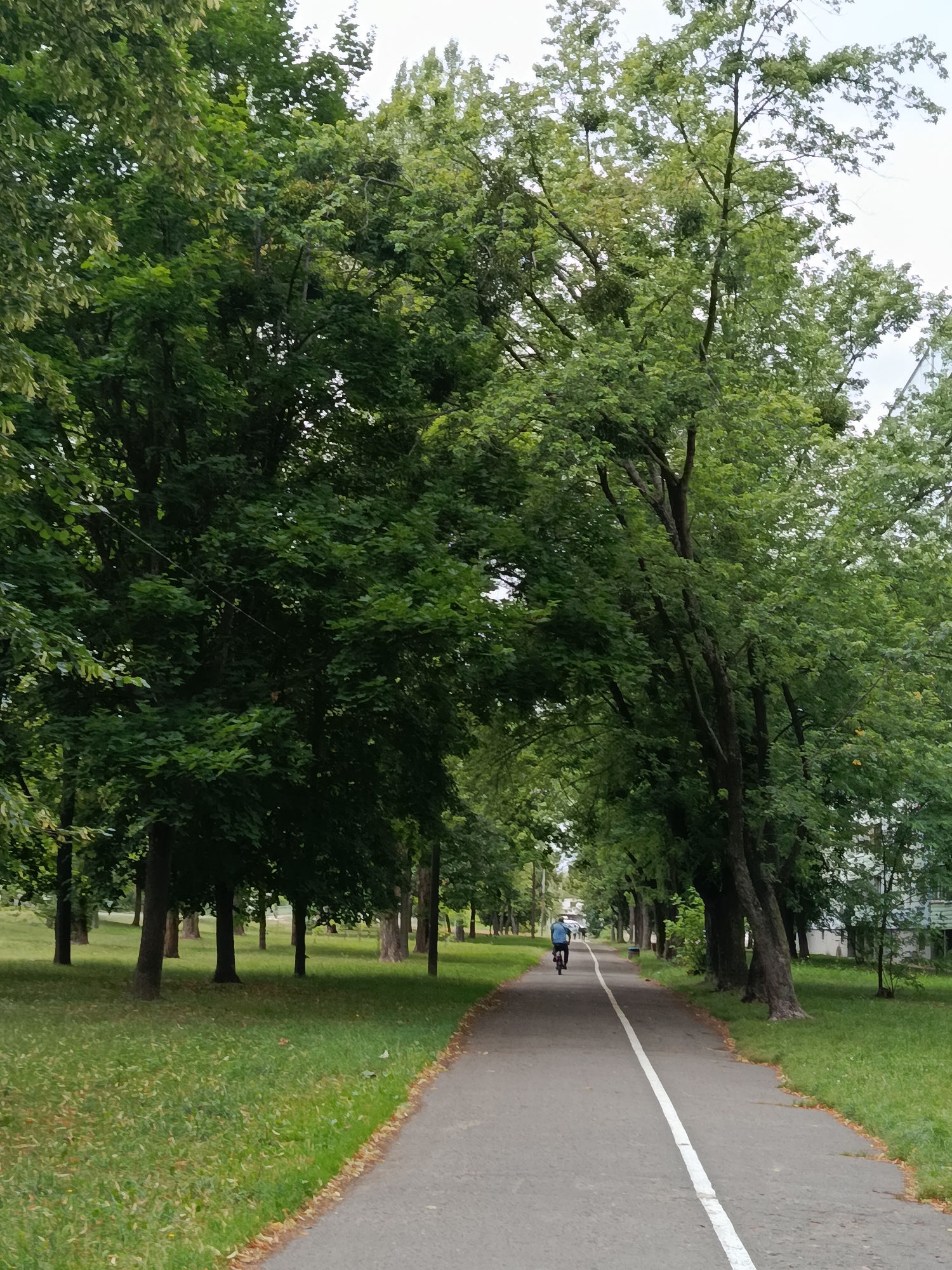 The image depicts a paved pathway, presumably a bike path, with a white line dividing it down the center. The path runs through a park-like setting lined with mature trees on both sides. The trees are lush and green, with dense foliage, suggesting a summer or late spring season. The ground adjacent to the path is covered in grass, with some scattered fallen leaves visible near the edge. In the distance, a lone individual is cycling away from the camera on the path. The overall atmosphere is peaceful and natural, characteristic of an urban park or greenway. It is located in the city of Svietlahorsk, Belarus.