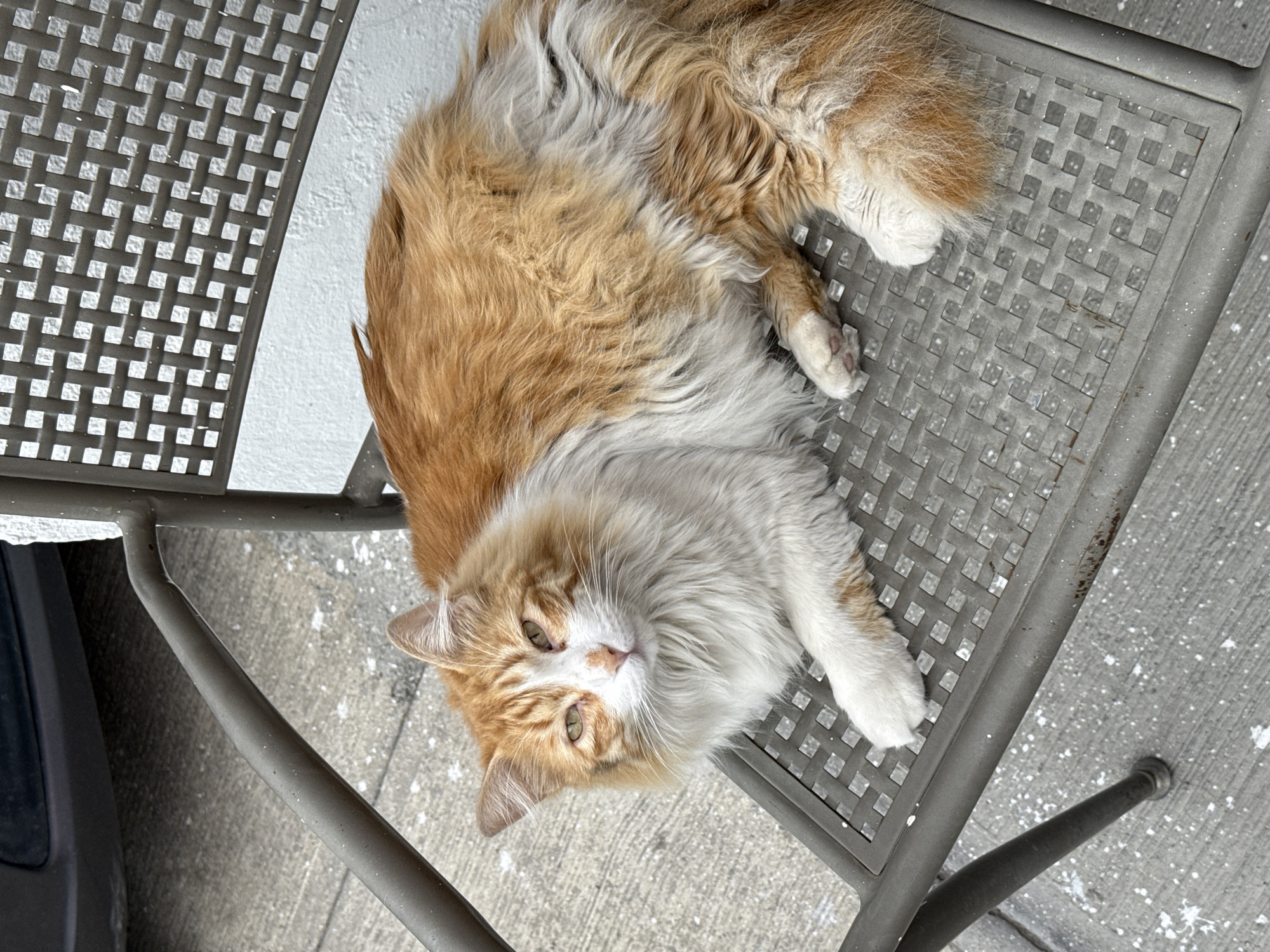 A long-haired, predominantly orange and white cat lies on a gray metal patio chair. The chair's back is visible to the left, featuring a square lattice design. The surface below the chair is concrete with scattered white spots, possibly paint or residue. A section of a dark-colored vehicle or object is visible in the lower left corner. The backdrop includes a white wall. This scene most likely occurred outdoors in Puebla, Mexico.