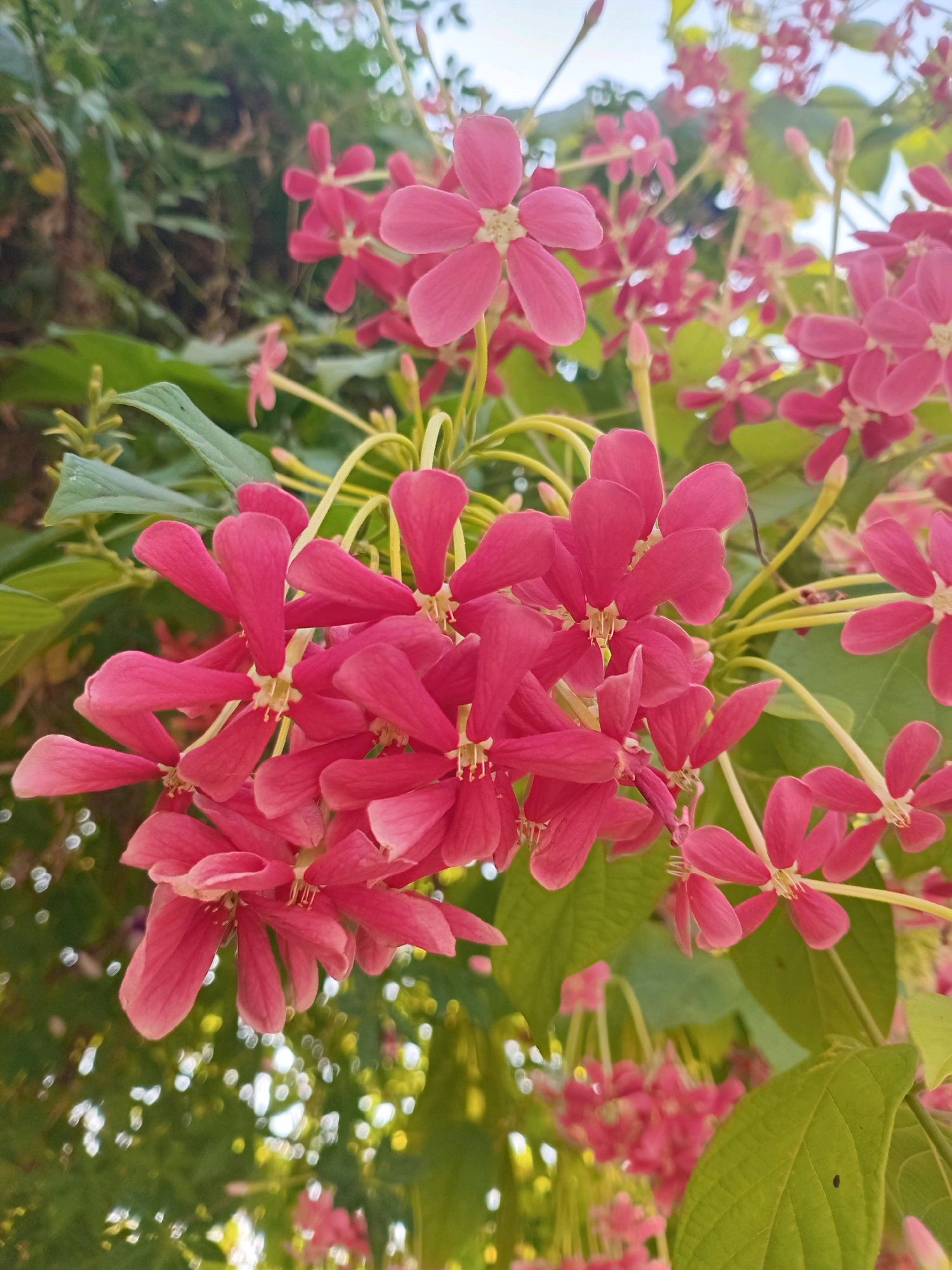 This is a close-up, vertical, eye-level photograph of a cluster of small, vibrant pink flowers. The flowers have five petals, which are slightly elongated and pointed. They are arranged in small bunches on thin, yellow-green stems. The background is a blur of green leaves and out-of-focus lights, suggesting a natural environment. The lighting appears to be natural daylight, with some areas of brightness and shadow. There are no people or animals visible in the image. The overall impression is one of delicate floral beauty. The scene is consistent with the flora found in the tropical climate of Semarang, Indonesia, possibly in a garden or park setting.