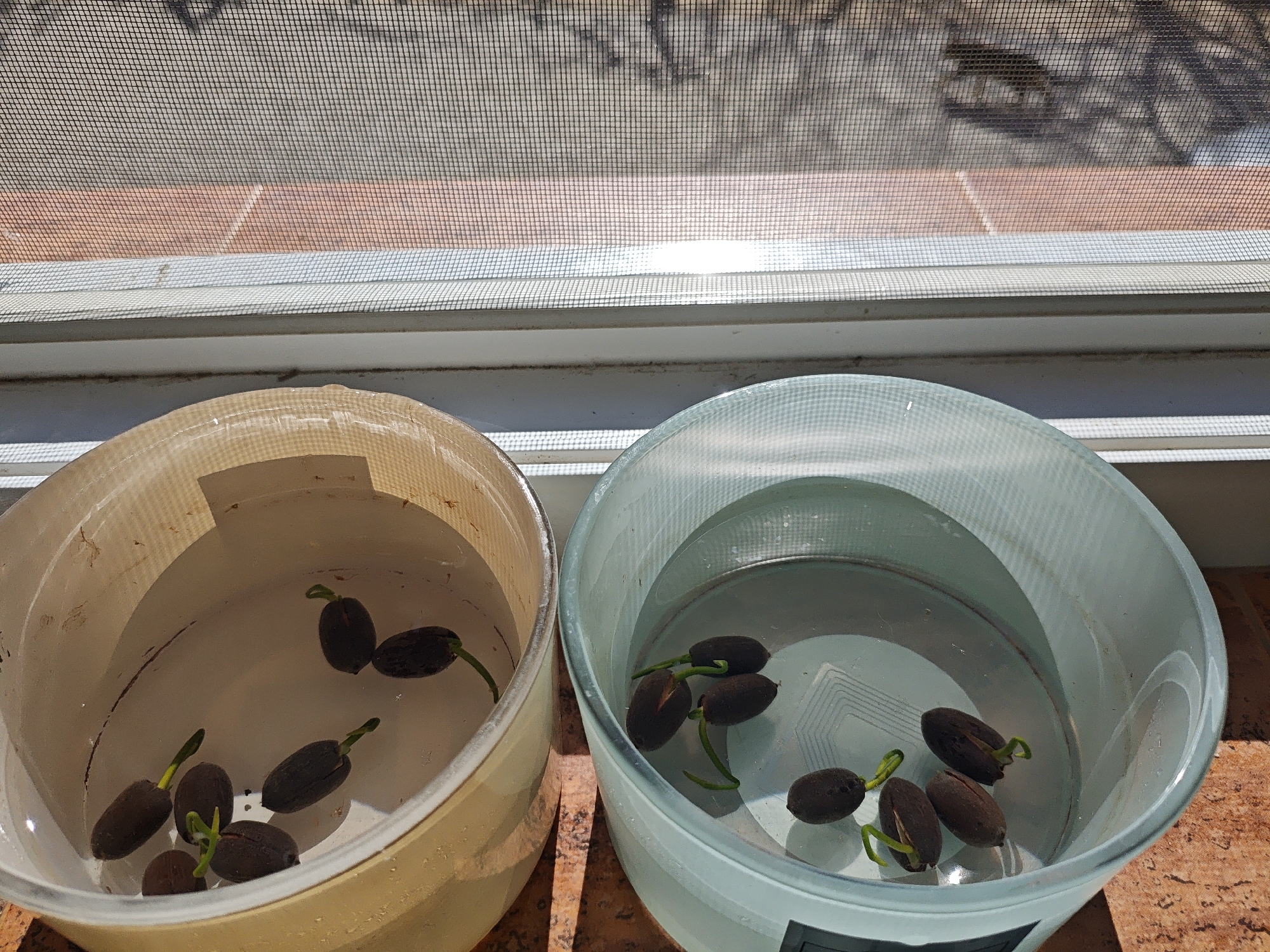 Two containers of water sit side-by-side on a windowsill. The left container is beige and contains six dark brown seeds, each with a small green sprout emerging from one end. The right container is light blue and contains six similar dark brown seeds with green sprouts. The containers are filled with clear water. Behind the containers is a window with a white frame and a screen. Beyond the screen, a blurred outdoor scene is visible. The windowsill and surrounding surface appear to be covered in terra cotta-colored tiles. The location is Unknown, Unknown.