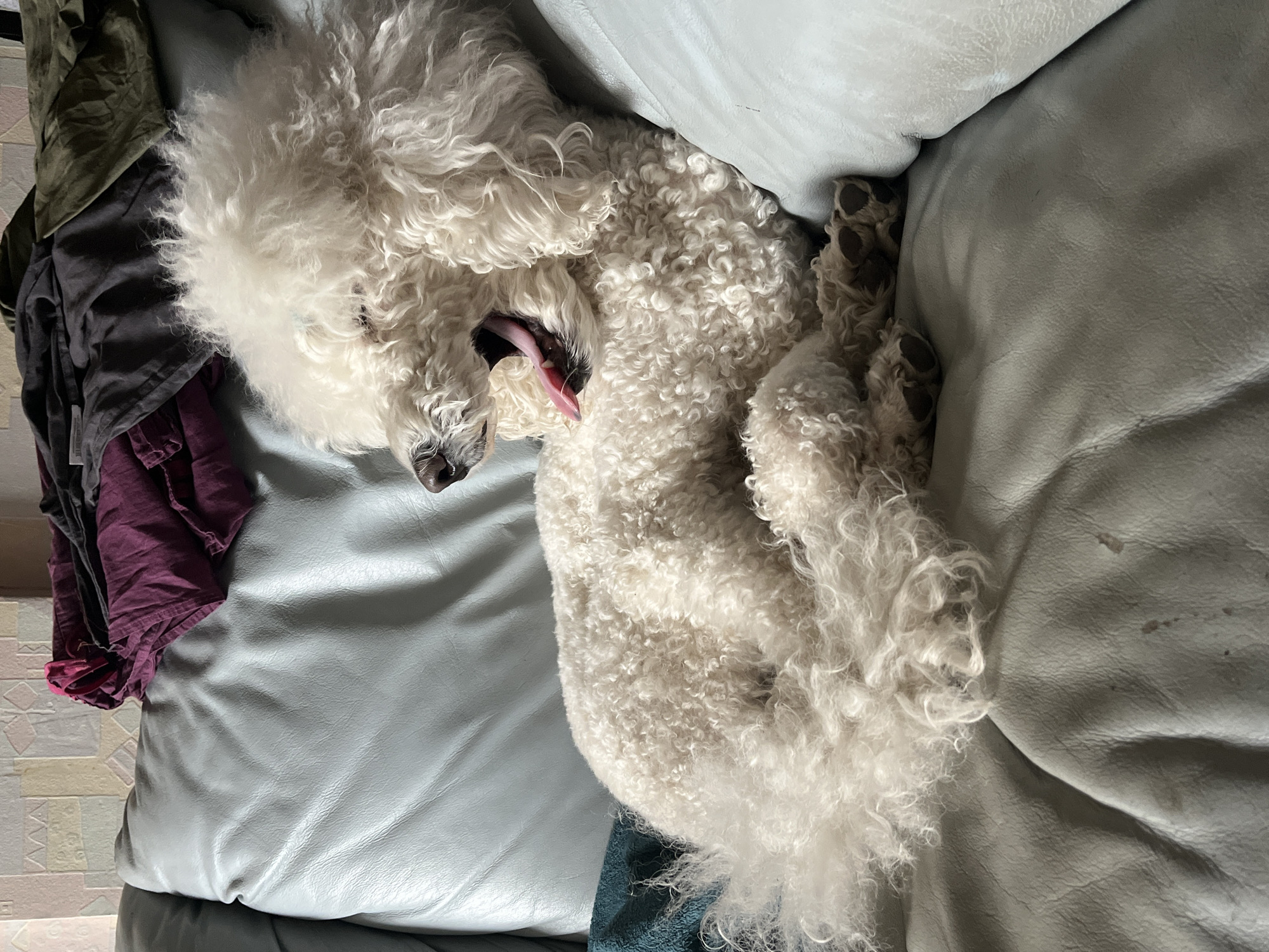 A white, fluffy dog is sprawled out on a light blue leather couch with its mouth open and tongue sticking out. A pile of folded clothing in shades of green, gray, and burgundy is to the left of the dog. A wall with a decorative tile pattern is partially visible in the lower left corner. The location and the city of Krasnoyarsk, Russia is not possible to discern based on the image alone.