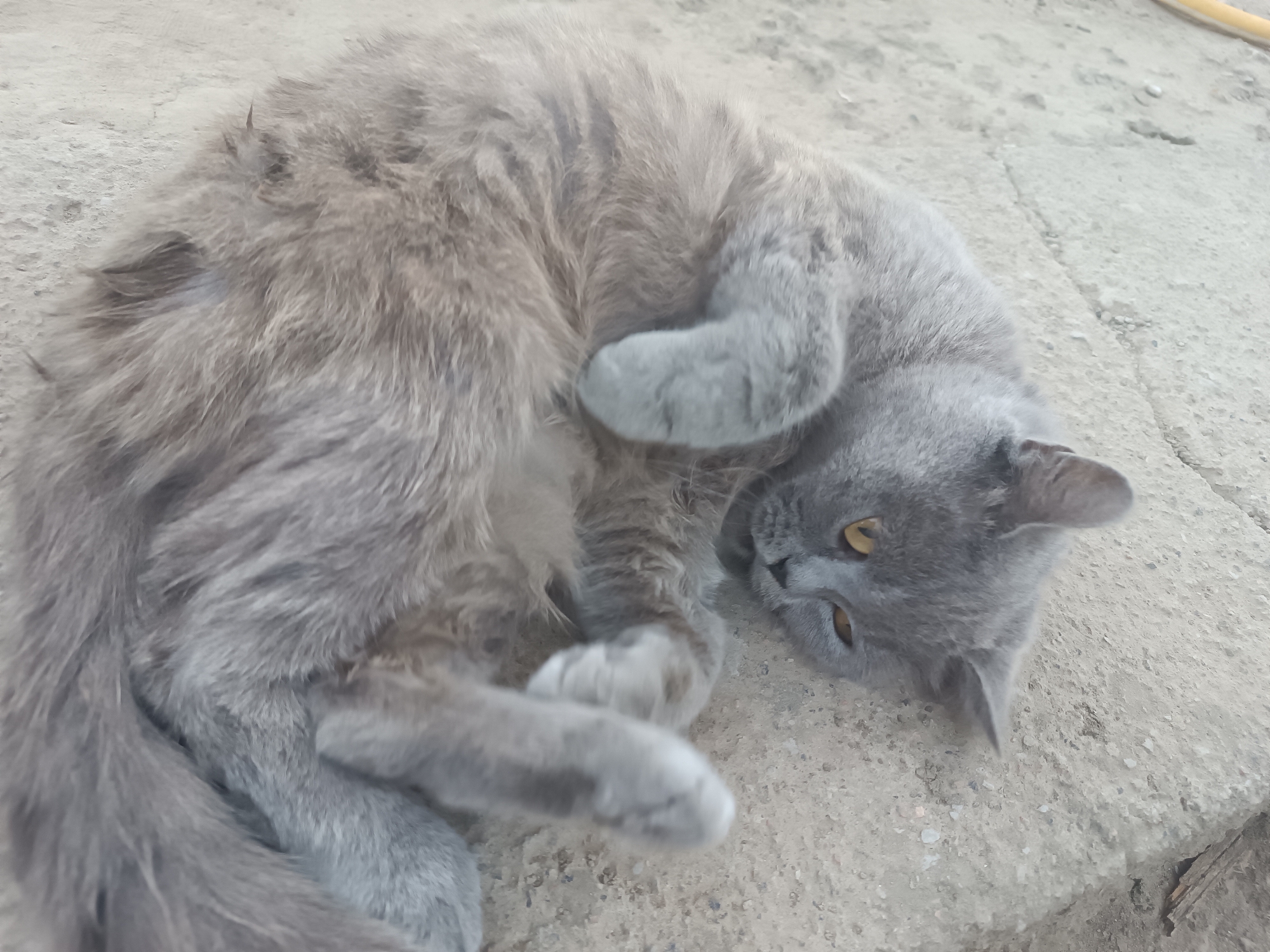 A grey cat lies curled on a concrete surface in Vypasne, Ukraine. The cat's fur is fluffy and appears slightly unkempt, with faint tabby markings visible. Its eyes are a striking amber color, and they are open, looking slightly to the right. One of the cat's front paws is tucked under its chin, while another is extended. The concrete ground is textured and appears to be outdoors, possibly a pathway or courtyard. The lighting suggests it is daytime.