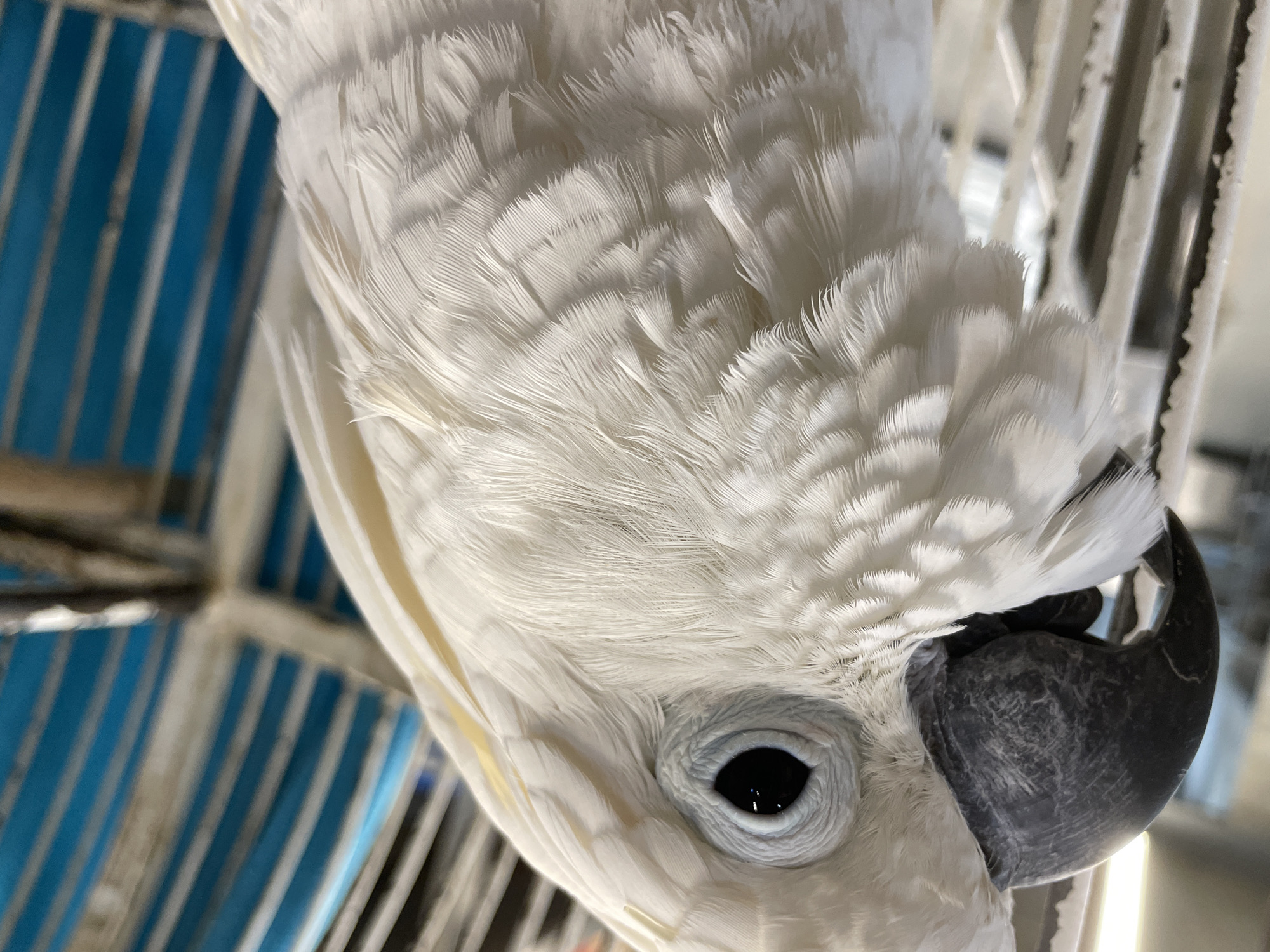 A close-up, slightly inverted, image of a white cockatoo with a black beak, showing detailed feather texture around the head and eye. The bird is possibly in a cage, as evidenced by the blue and white bars visible in the background. The location is unknown.