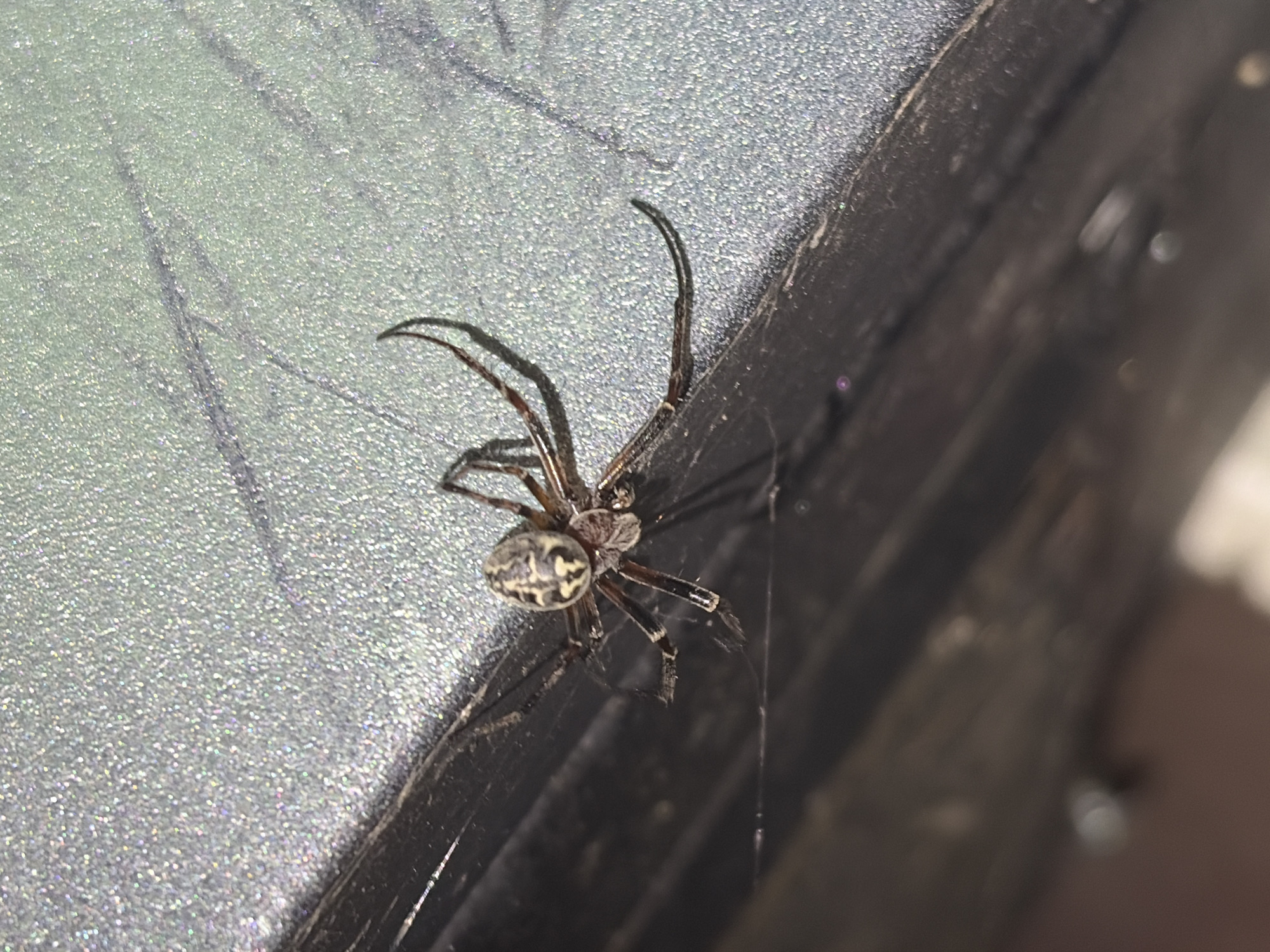 A close-up, overhead shot shows a spider on a speckled, gray surface next to a dark, textured edge. The spider, positioned in the center of the frame, has a light-colored abdomen with dark, irregular markings. Its legs are slender and dark brown, with visible joints. The spider appears to be stationary. The background is out of focus, with some blurry lines suggesting a continuation of the surface or a shadow. There is no indication of human presence or any specific location within Vidogoshchi, Russia.