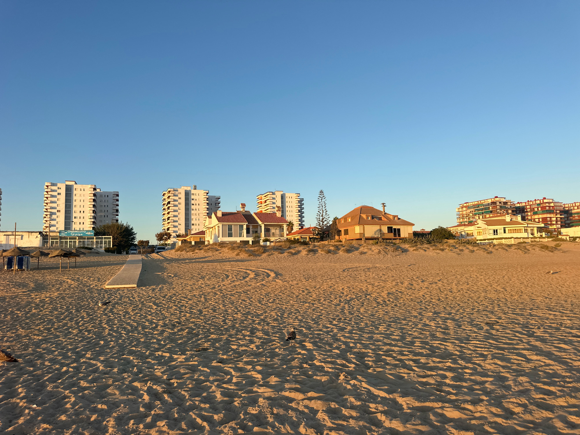 The image shows a sandy beach in Punta Umbría, Spain, during what appears to be late afternoon or early evening, indicated by the warm, low-angled sunlight casting long shadows. The foreground is dominated by rippled sand with two seagulls visible. In the mid-ground, a concrete pathway leads away from the viewer towards a row of buildings. To the left of the pathway, several straw umbrellas and stacked lounge chairs suggest a beachside establishment or rental service. Beyond these, a building with the signage "CHIRINGUITO" is visible. The background features a line of modern multi-story buildings and houses, with a clear blue sky above. The architecture suggests a coastal resort town.