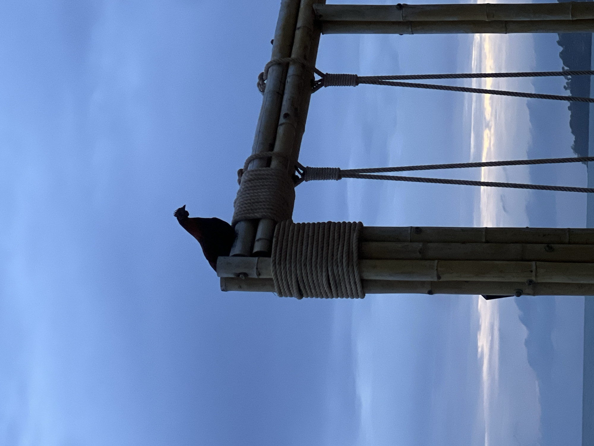 A low-angle shot reveals a bamboo structure with thick rope wrappings at joints. A silhouetted rooster perches on top of the structure. The background showcases a cloudy, blue sky. The location is Unknown, Unknown.