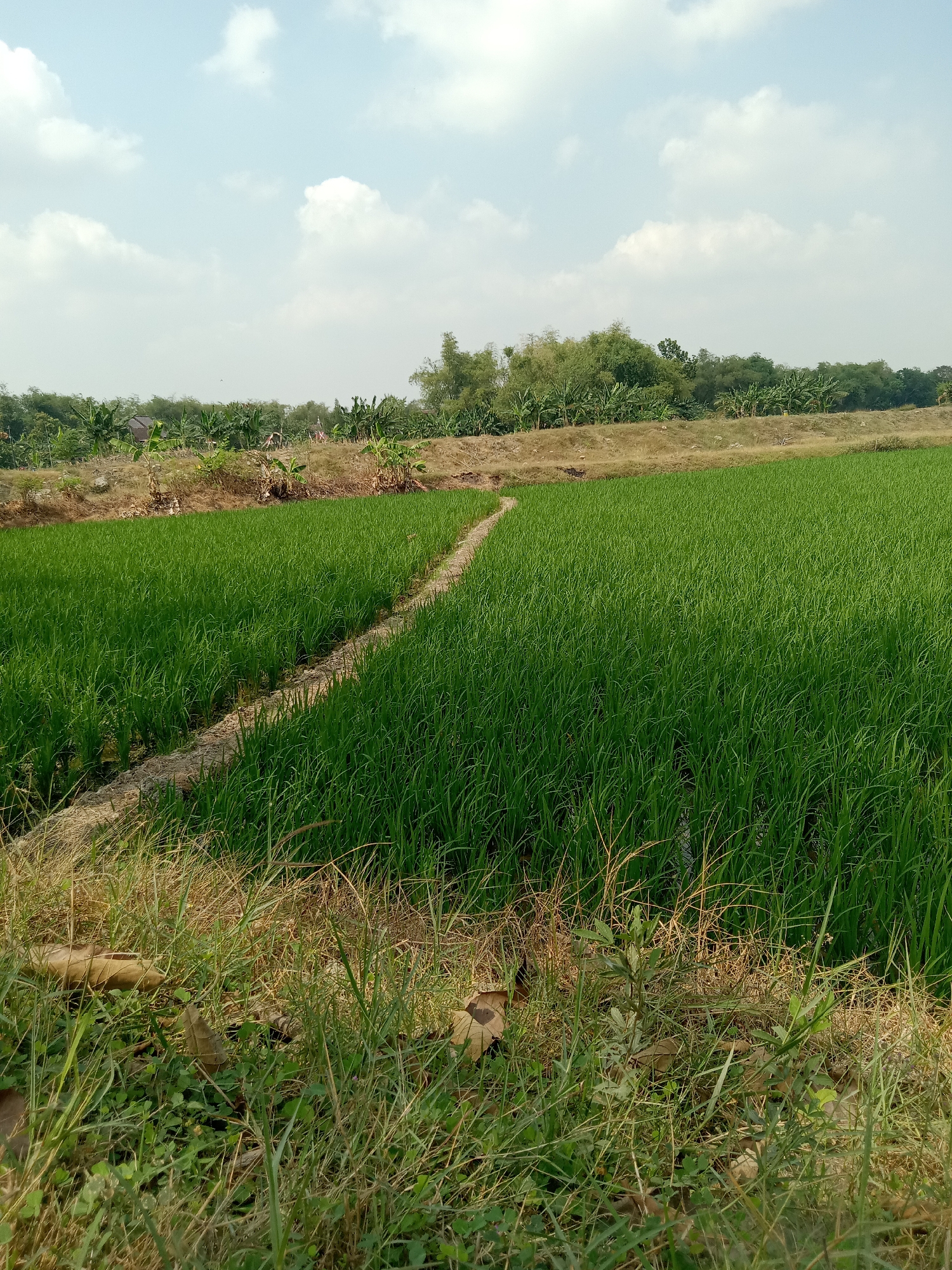 The image depicts a lush green rice paddy field in Semen Kidul, Indonesia, under a bright blue sky with scattered white clouds. A narrow dirt path winds its way through the vibrant green rice stalks, dividing the field. In the background, a line of trees, including what appear to be banana trees and bamboo, forms a natural border. The foreground features dry grasses and some fallen leaves. The scene conveys a sense of rural tranquility.