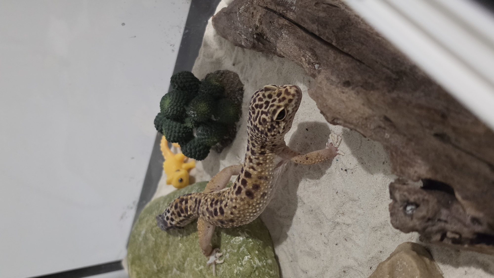 A leopard gecko is the central subject of this close-up image, positioned diagonally within a reptile enclosure. The gecko exhibits a tan and yellow body adorned with numerous dark brown to black spots and patterns. Its rear legs rest on a green, textured rock or hide, while its body is slightly elevated, and its right front leg extends towards a large, dark brown piece of driftwood located in the upper right of the frame.
The enclosure features a light-colored sandy substrate covering its floor. Behind the gecko, on the left side, is a dark green, bumpy artificial plant or decoration, and partially visible behind it is a small, yellow, cartoon-like dinosaur toy. The transparent glass walls of the enclosure are visible on the left and along the top edge, reflecting subtle light. Another smaller, light-colored rock or hide is partially visible in the lower right corner, beneath the driftwood.
The gecko appears calm, possibly exploring its habitat or pausing to rest. The lighting suggests an indoor setting, likely illuminated by artificial sources, casting soft shadows. There are no people visible, nor any discernible text within the image. While the location context is provided as Varna, Bulgaria, this is not evident from the visual cues in the photograph.